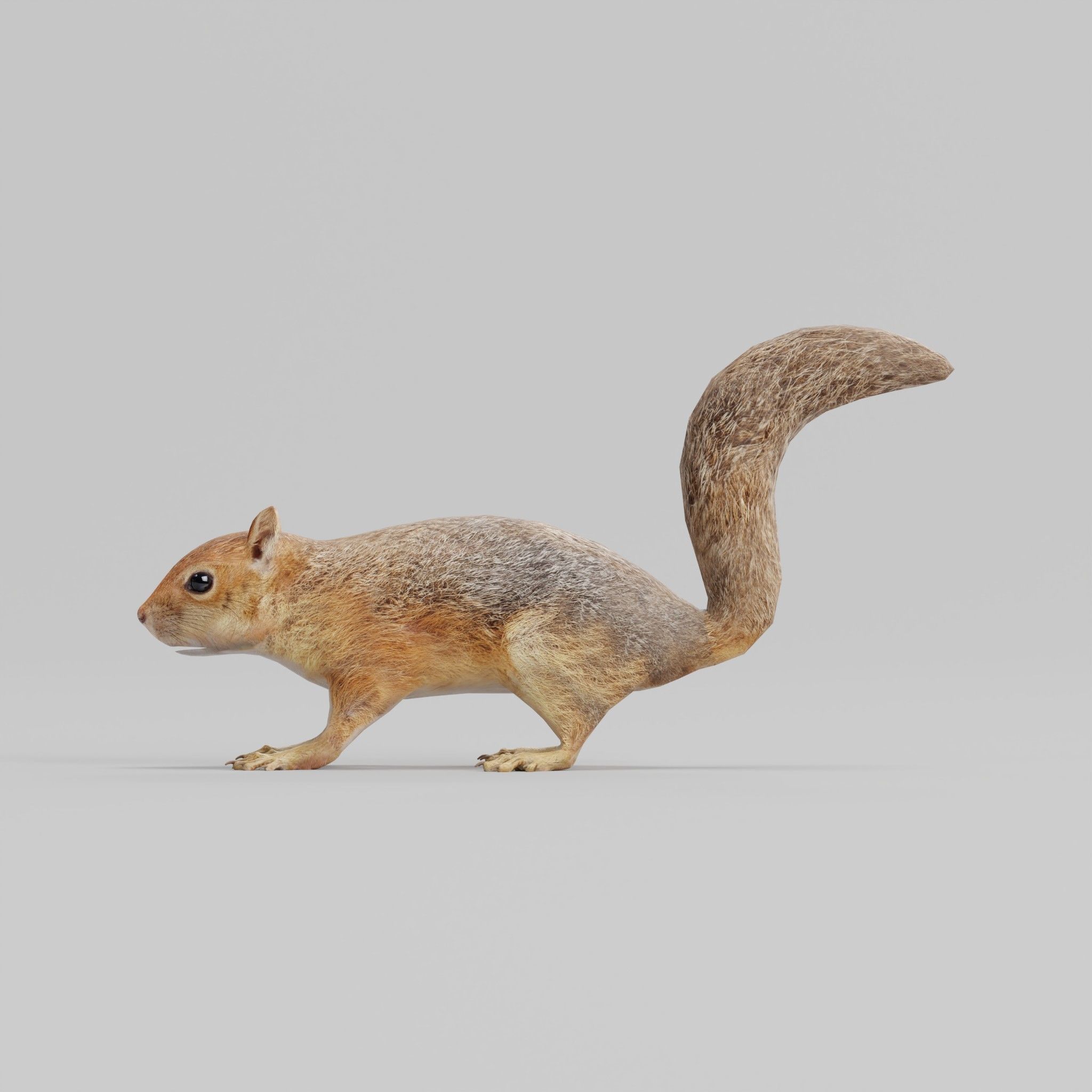Fox Squirrel Rodent Low-poly 3D model_22