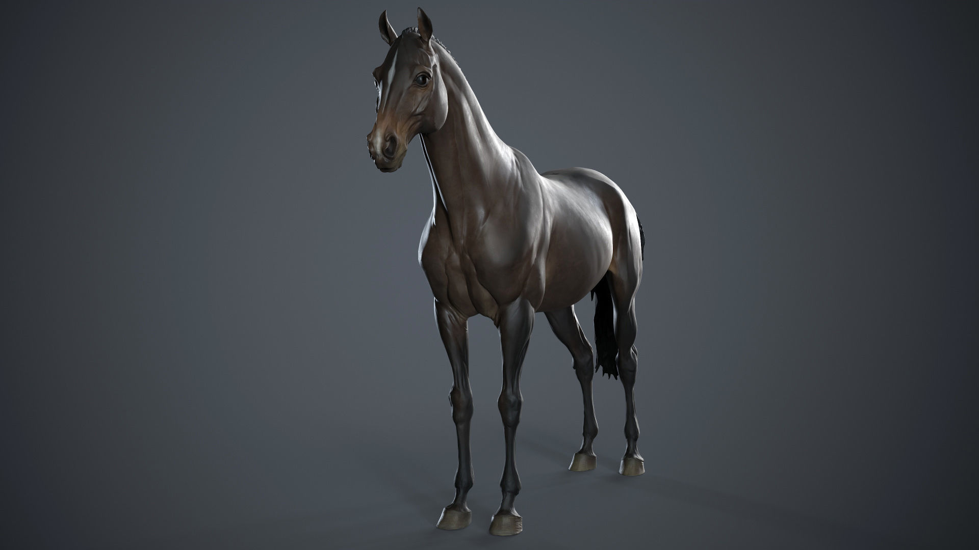 Horse - 3D Sculpting - TPose 3D model_6