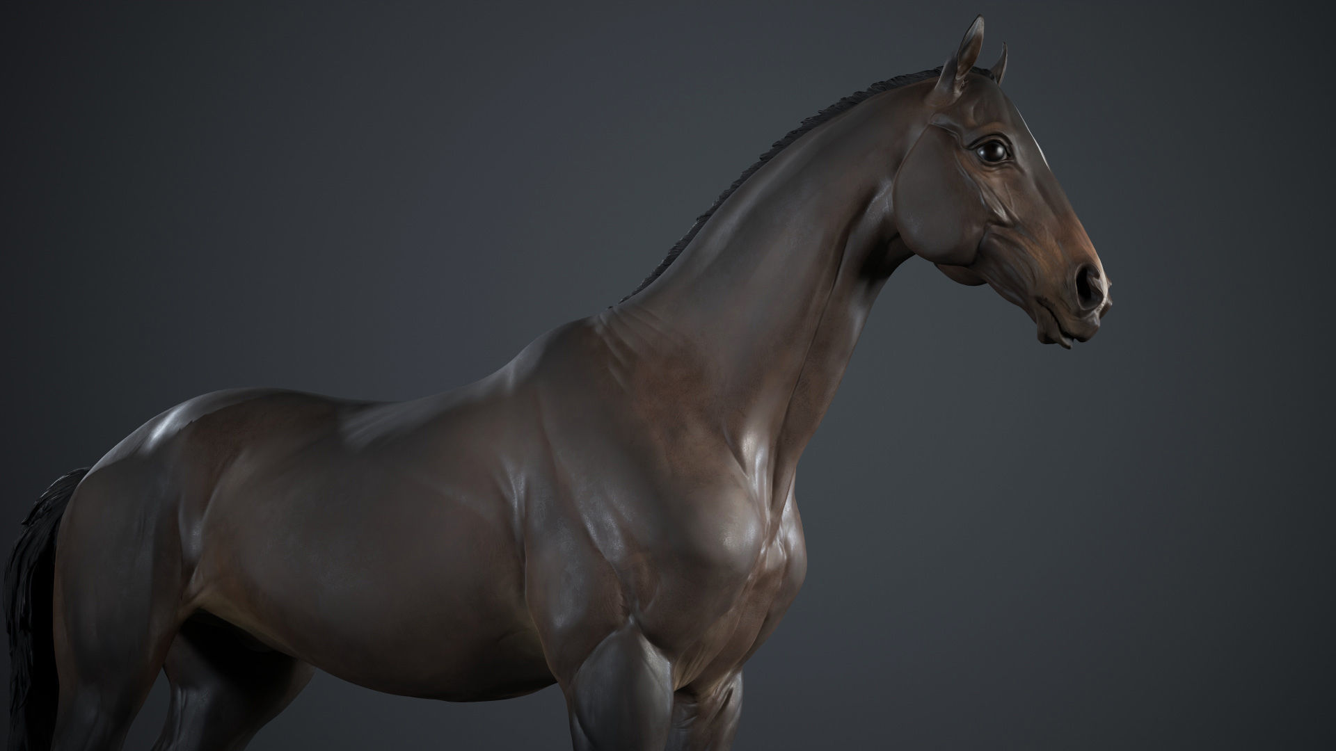 Horse - 3D Sculpting - TPose 3D model_5