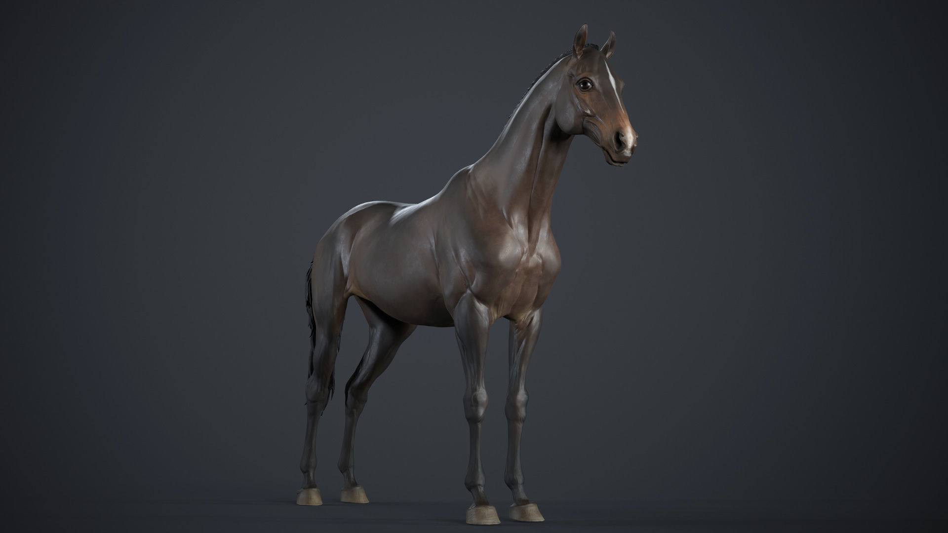 Horse - 3D Sculpting - TPose 3D model_4