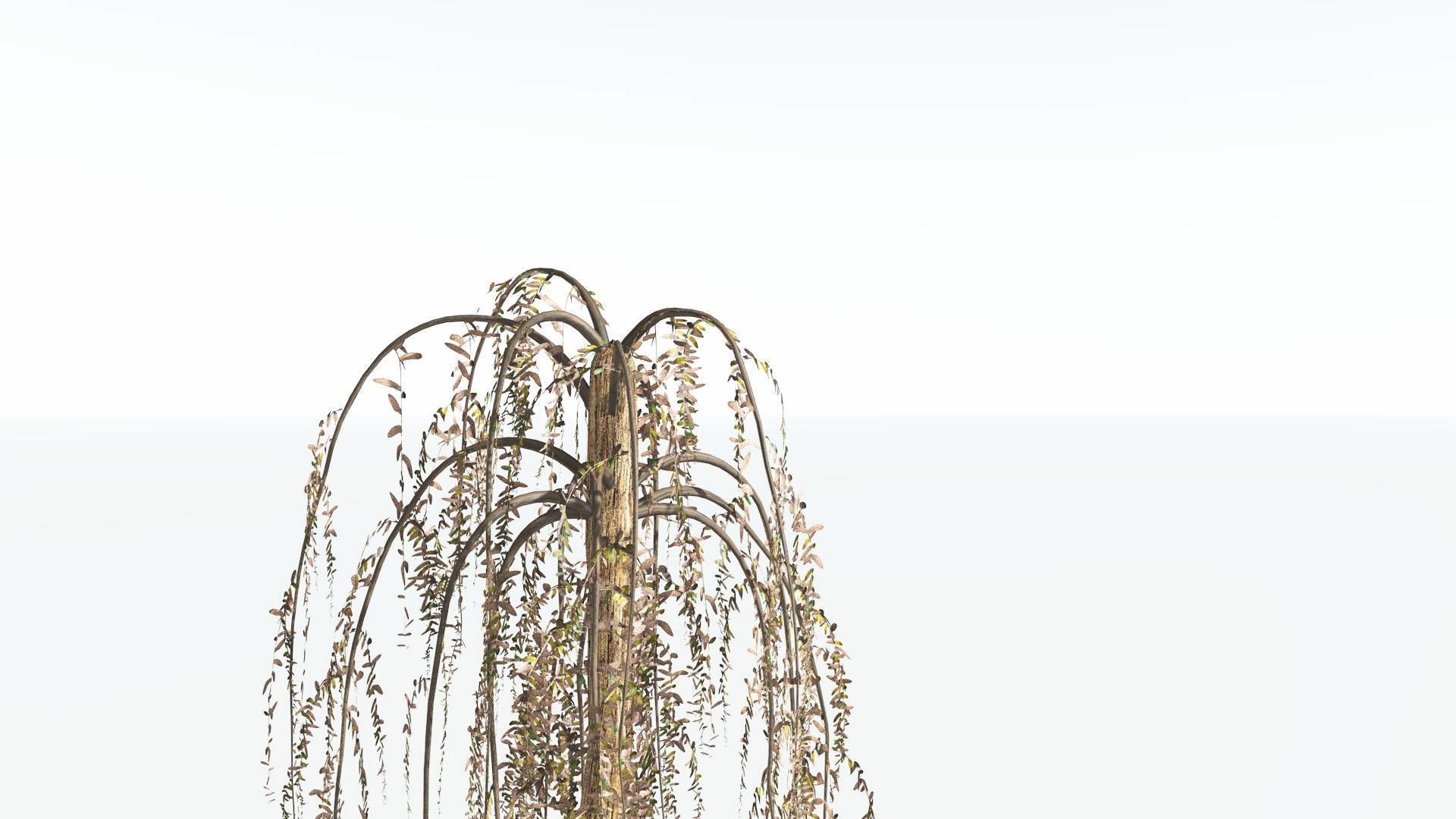 EVERYPlant Psaronius Tree Fern 4 --12 Models-- 3D model_11