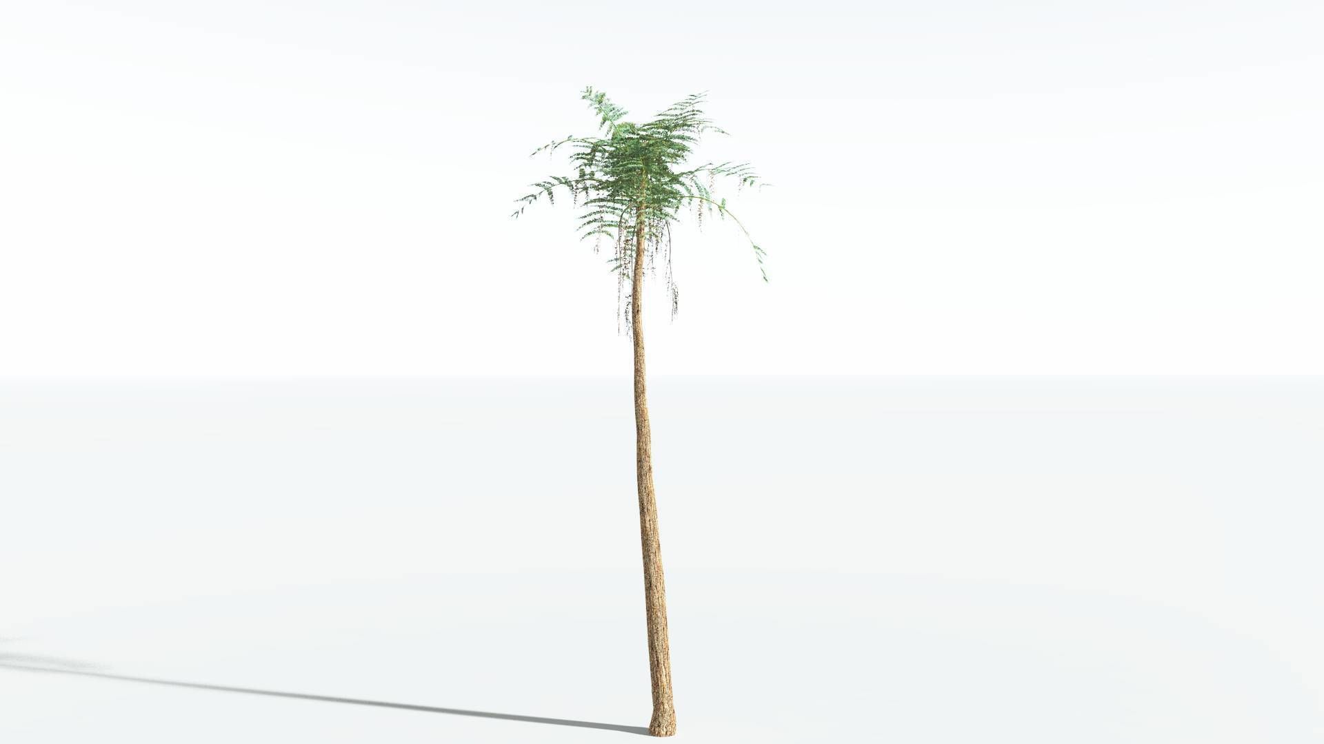 EVERYPlant Psaronius Tree Fern 4 --12 Models-- 3D model_8