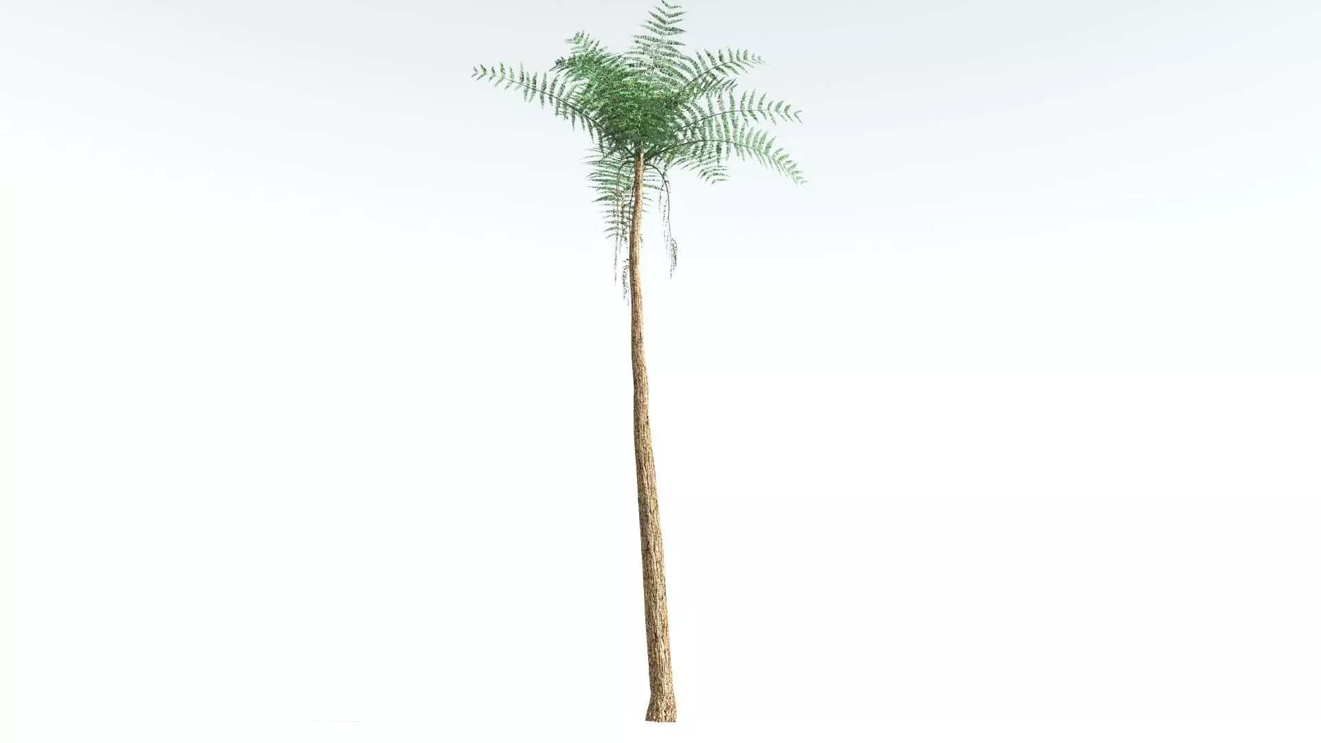 EVERYPlant Psaronius Tree Fern 4 --12 Models-- 3D model_0