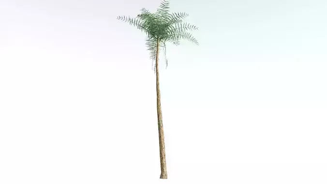 EVERYPlant Psaronius Tree Fern 4 --12 Models-- 3D model
