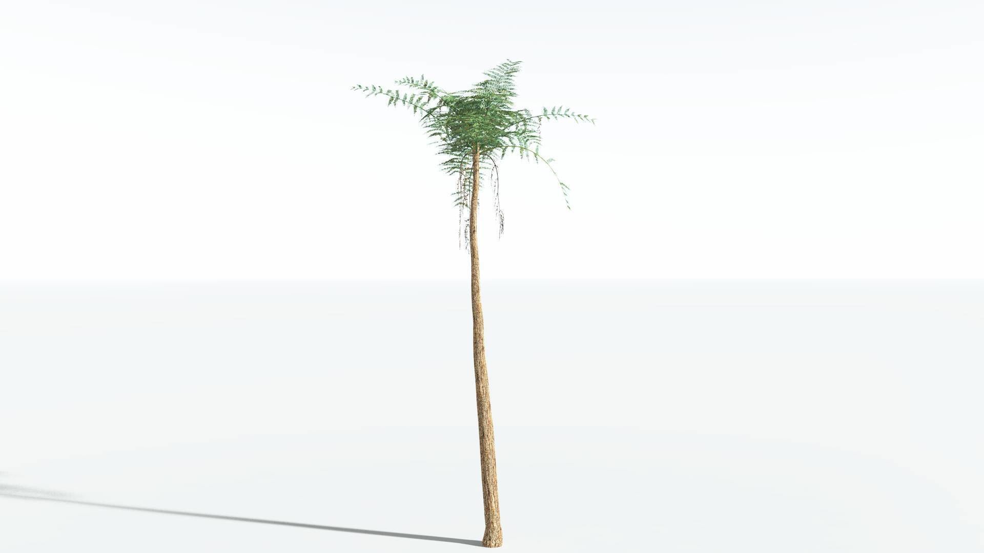 EVERYPlant Psaronius Tree Fern 4 --12 Models-- 3D model_6
