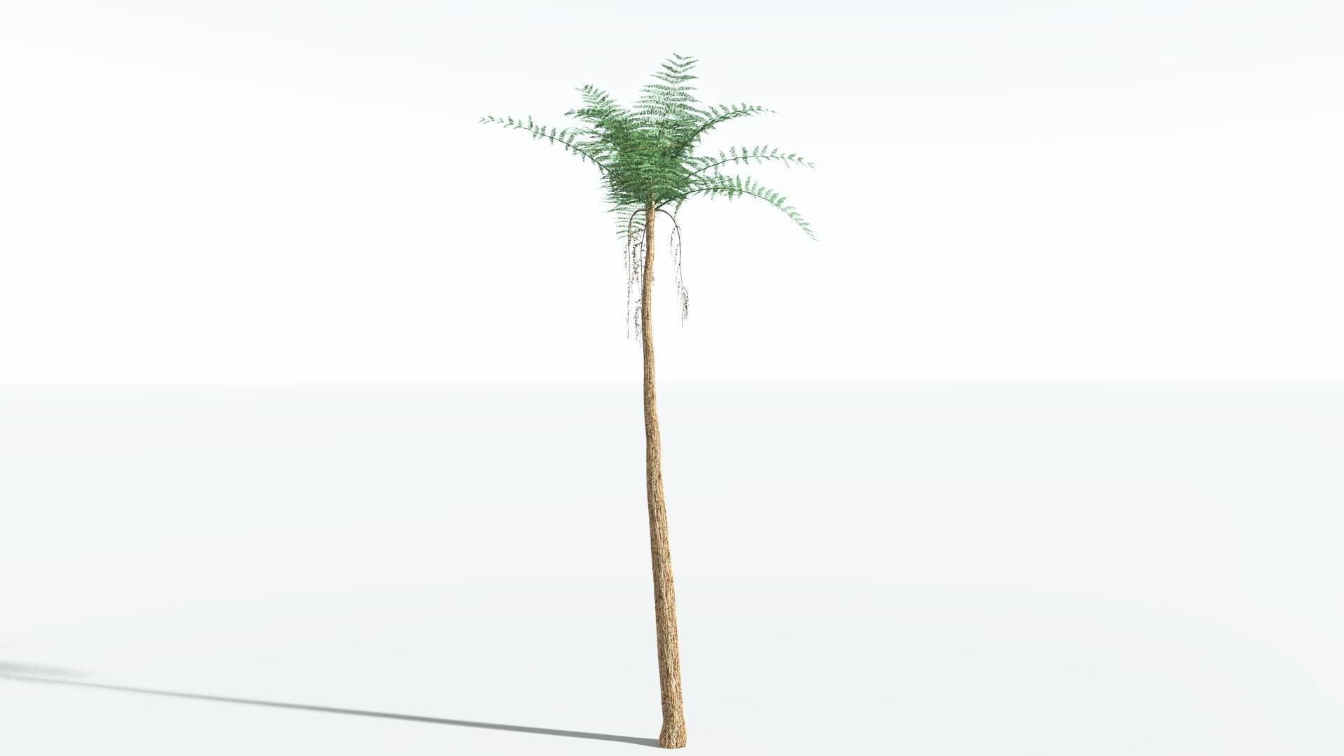 EVERYPlant Psaronius Tree Fern 4 --12 Models-- 3D model_24