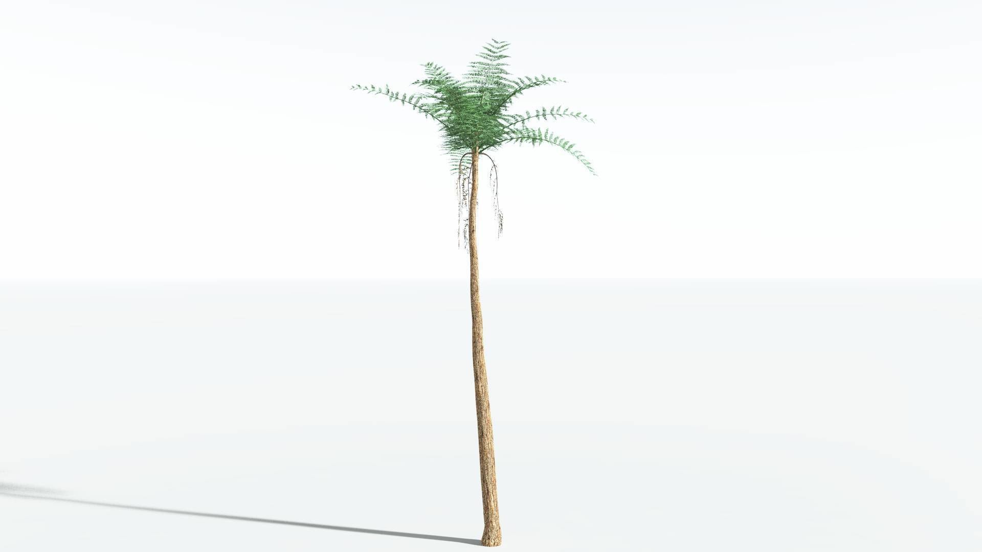 EVERYPlant Psaronius Tree Fern 4 --12 Models-- 3D model_4