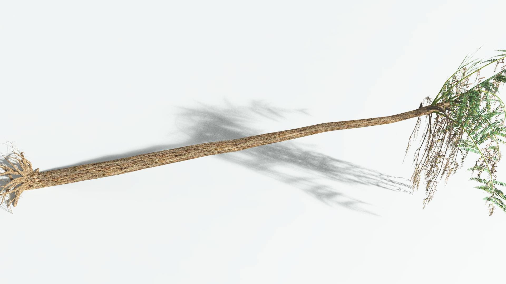 EVERYPlant Psaronius Tree Fern 4 --12 Models-- 3D model_13