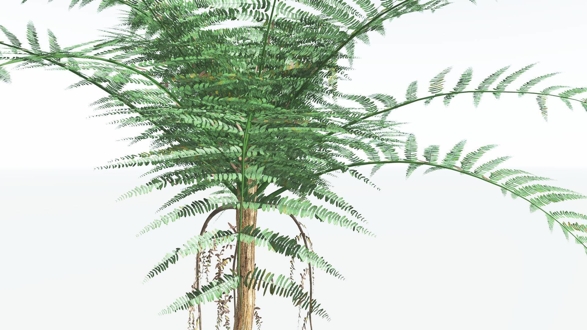 EVERYPlant Psaronius Tree Fern 4 --12 Models-- 3D model_3