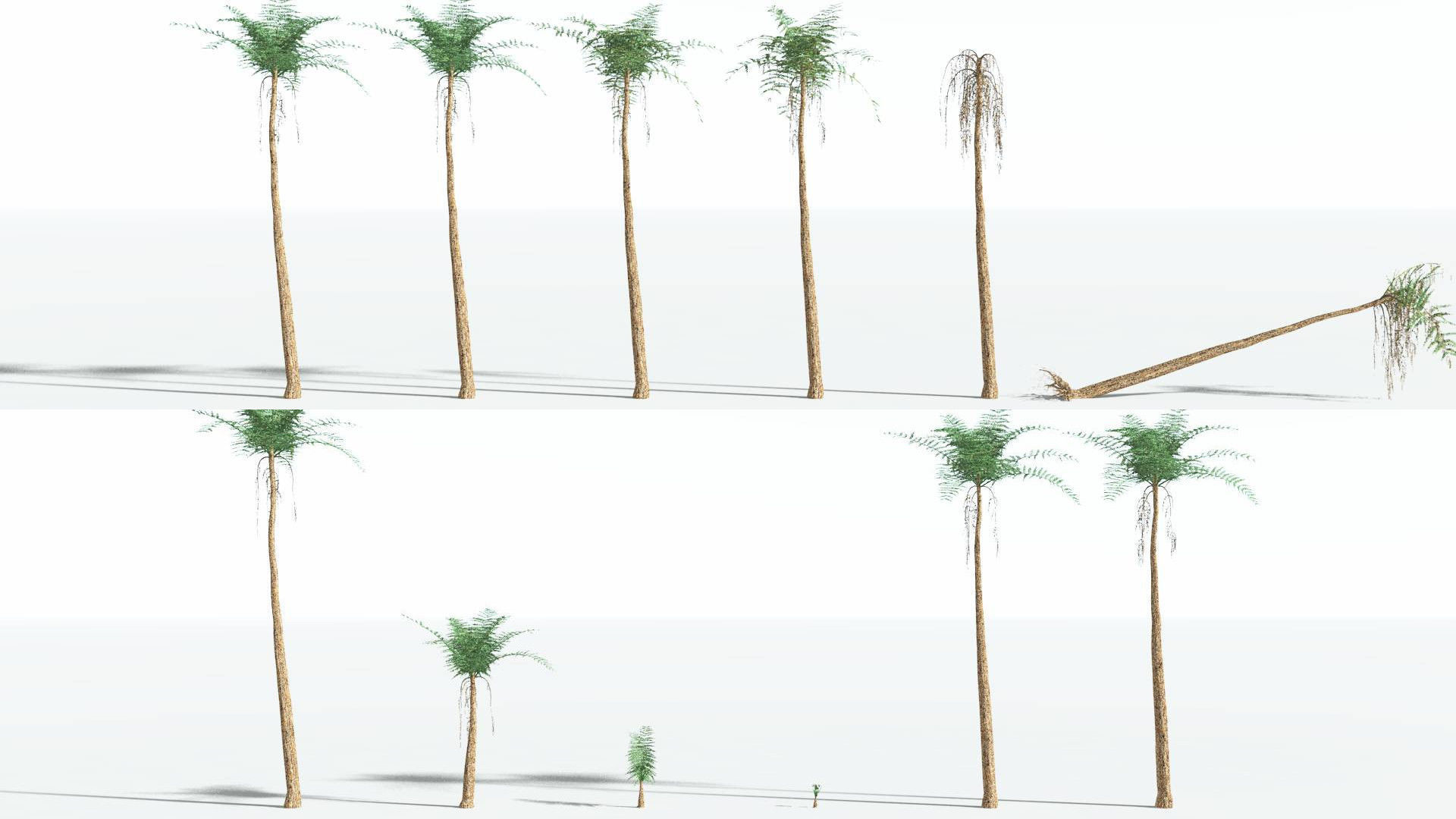 EVERYPlant Psaronius Tree Fern 4 --12 Models-- 3D model_1