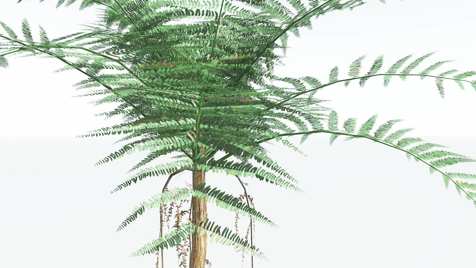 EVERYPlant Psaronius Tree Fern 4 --12 Models-- 3D model_23