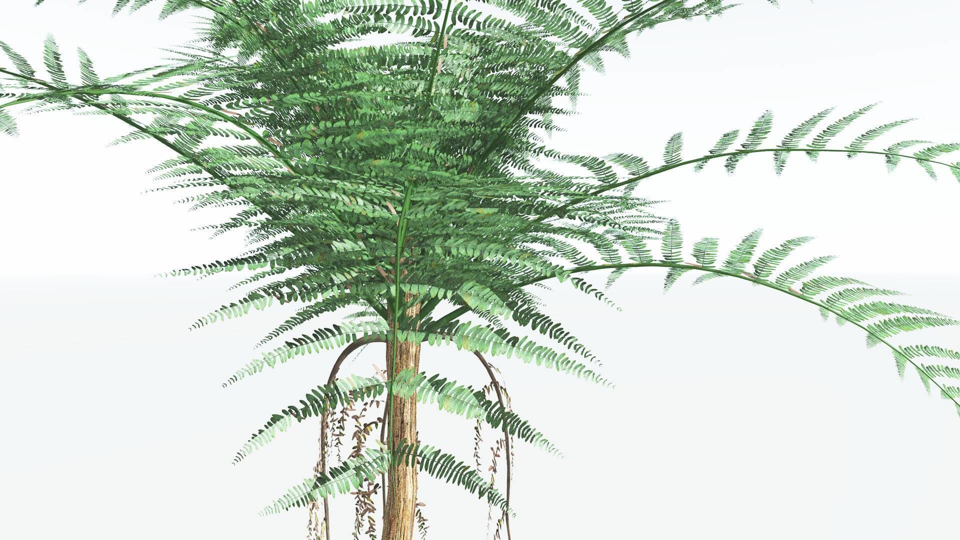 EVERYPlant Psaronius Tree Fern 4 --12 Models-- 3D model_5