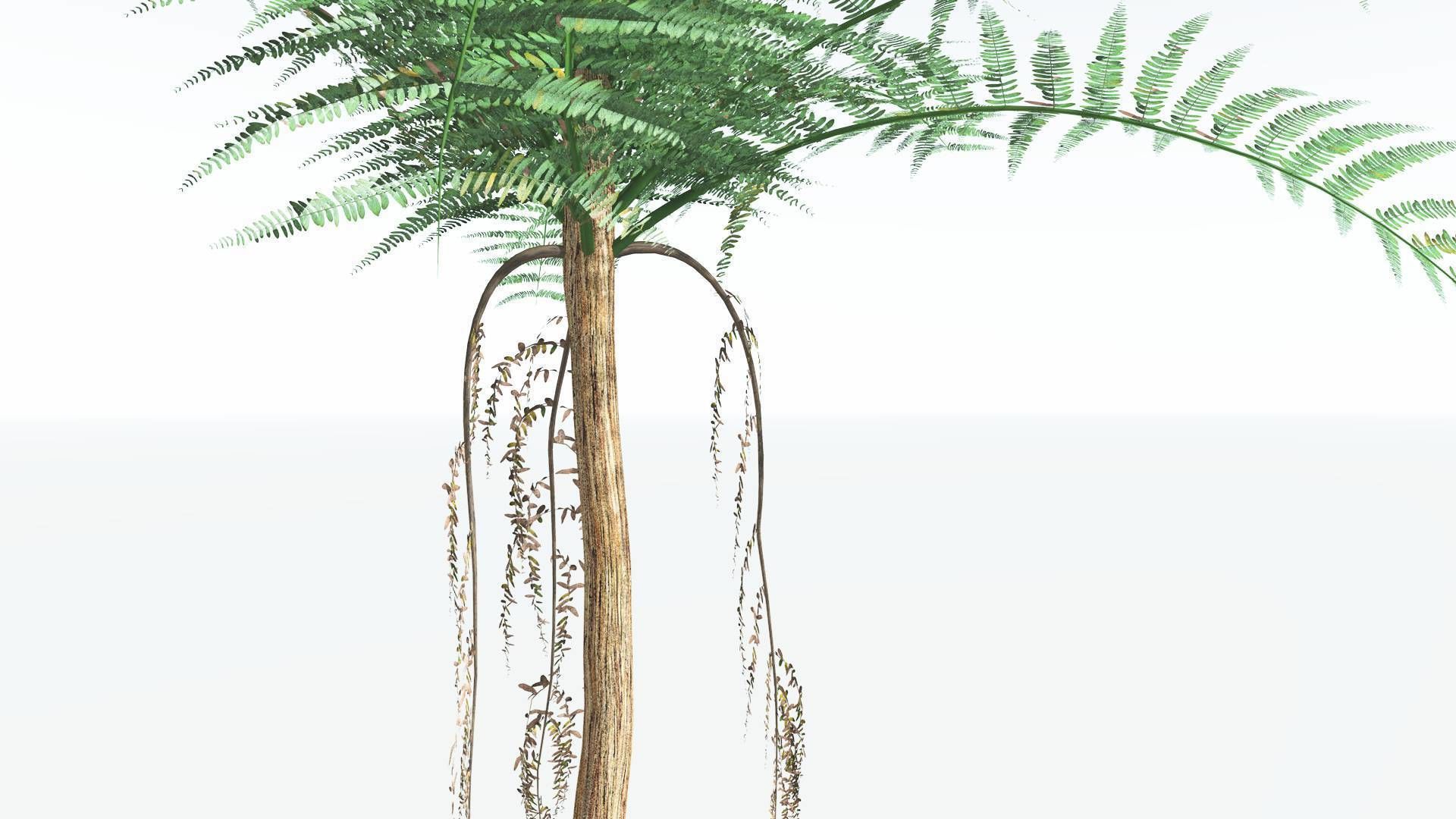 EVERYPlant Psaronius Tree Fern 4 --12 Models-- 3D model_15