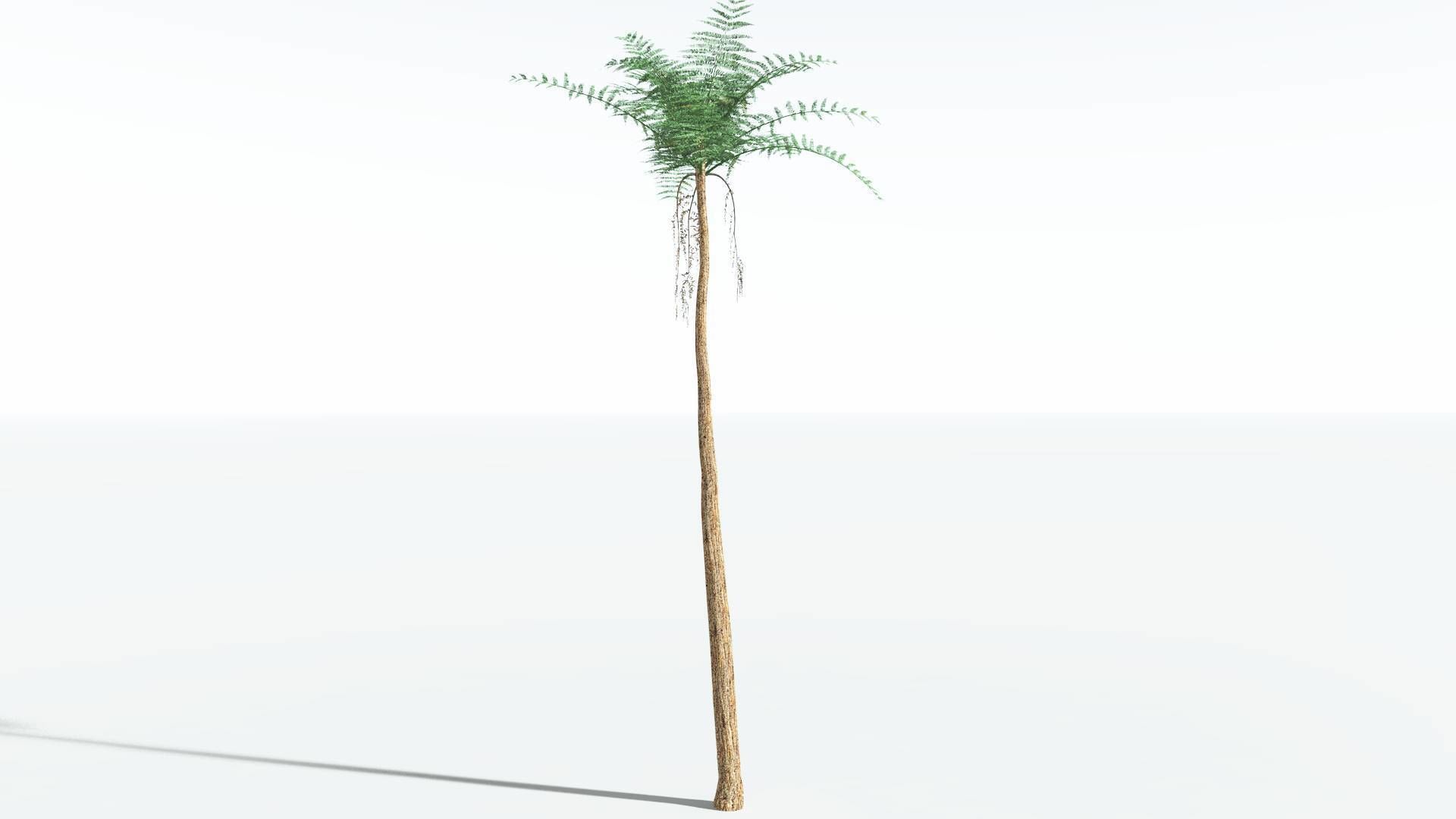 EVERYPlant Psaronius Tree Fern 4 --12 Models-- 3D model_14