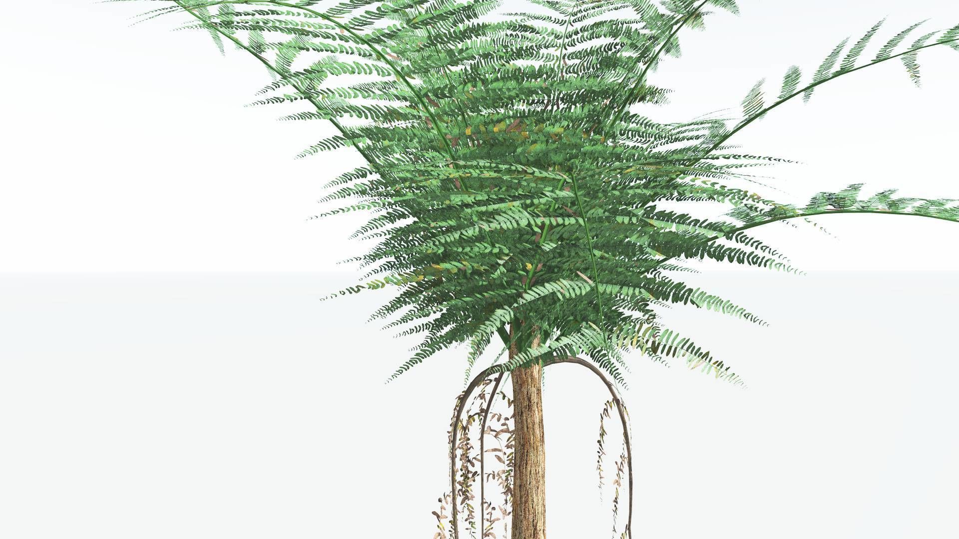 EVERYPlant Psaronius Tree Fern 4 --12 Models-- 3D model_17