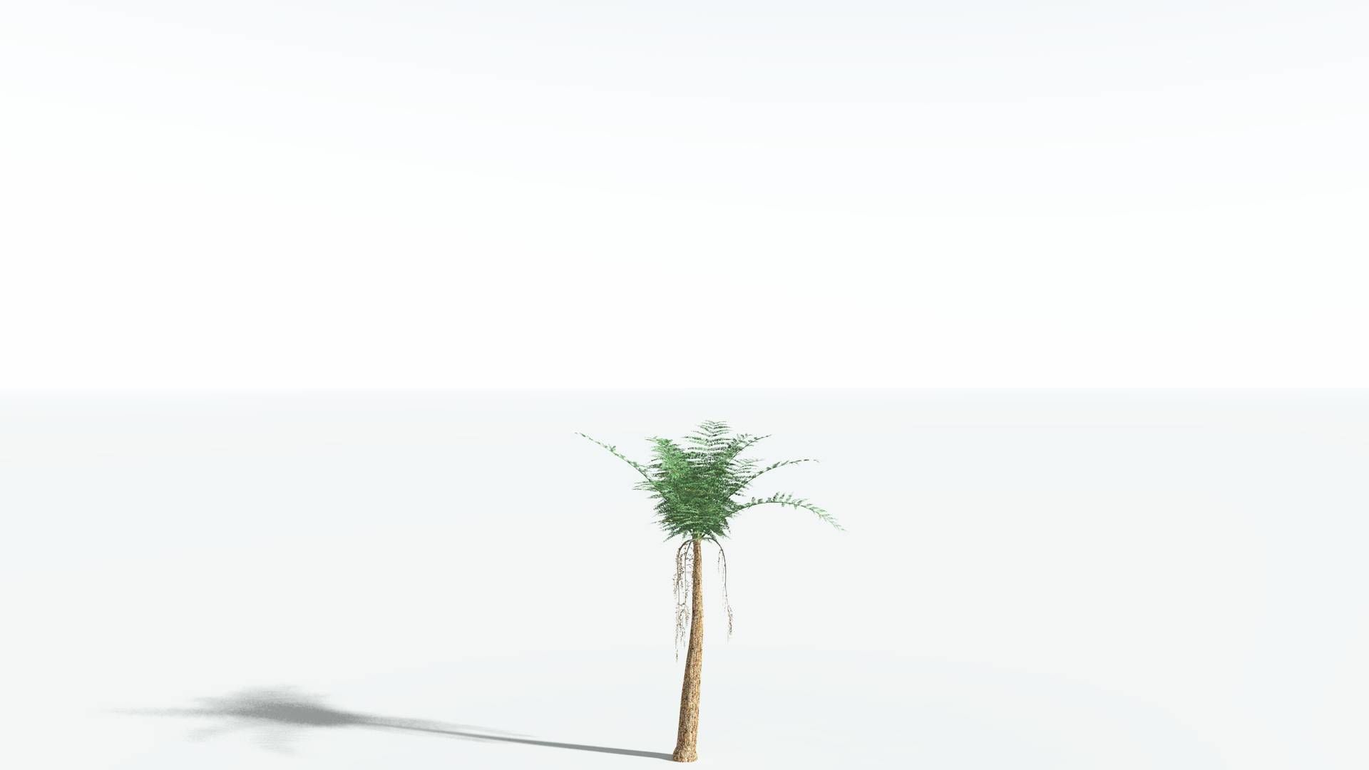 EVERYPlant Psaronius Tree Fern 4 --12 Models-- 3D model_16