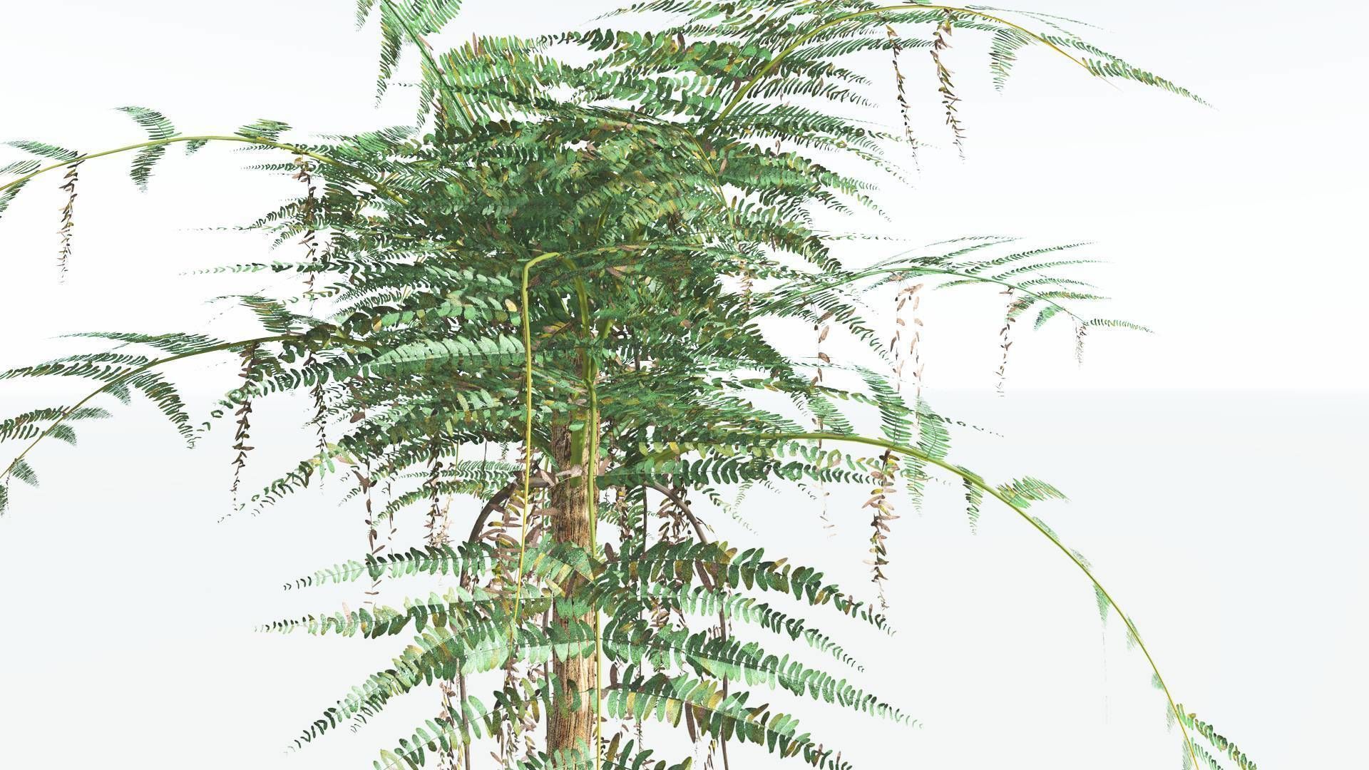 EVERYPlant Psaronius Tree Fern 4 --12 Models-- 3D model_9
