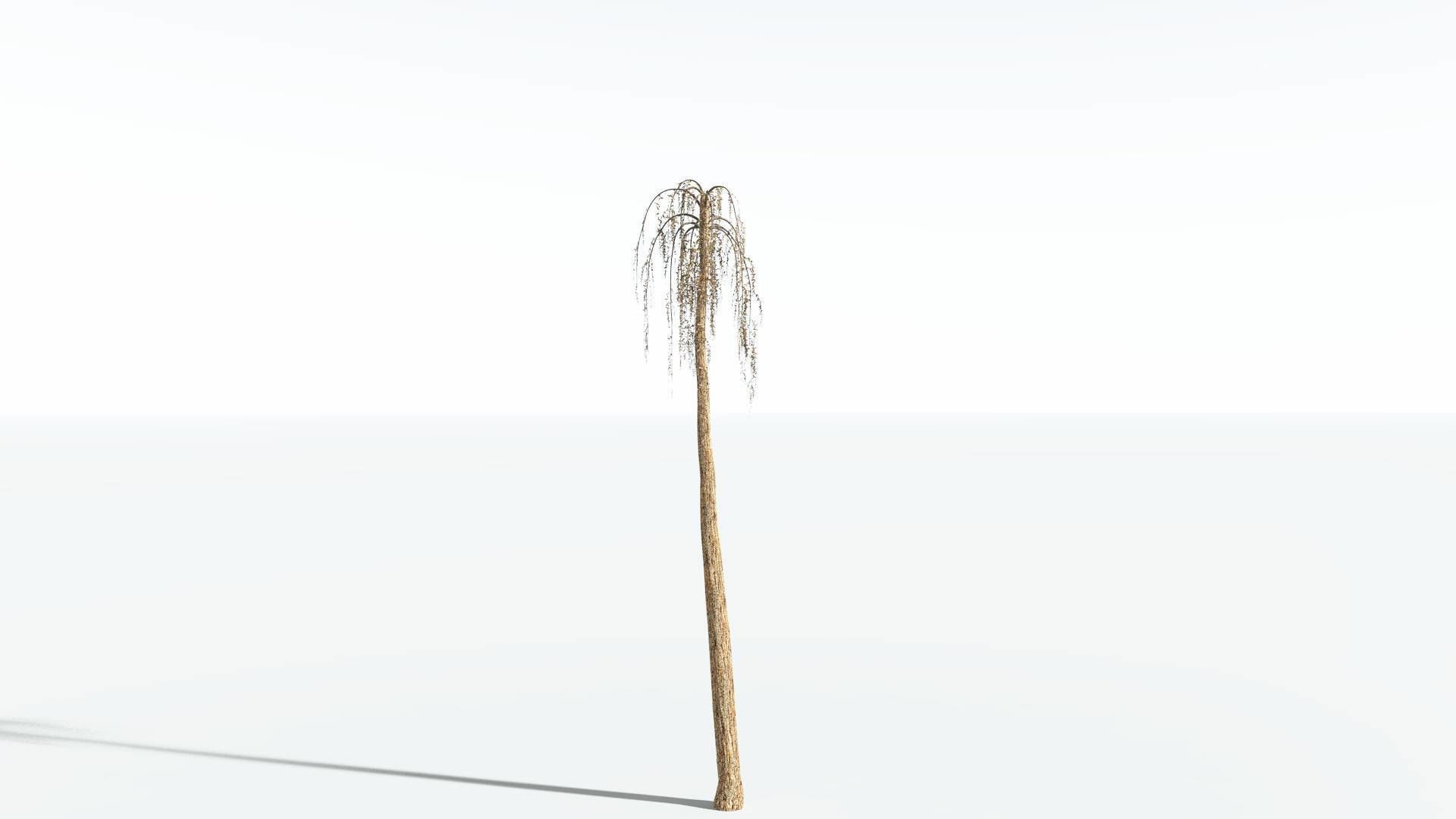 EVERYPlant Psaronius Tree Fern 4 --12 Models-- 3D model_10