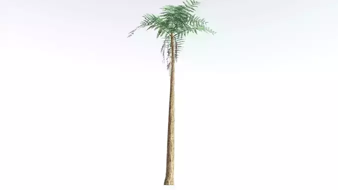 EVERYPlant Psaronius Tree Fern LowPoly 1 --12 Models-- Low-poly 3D model