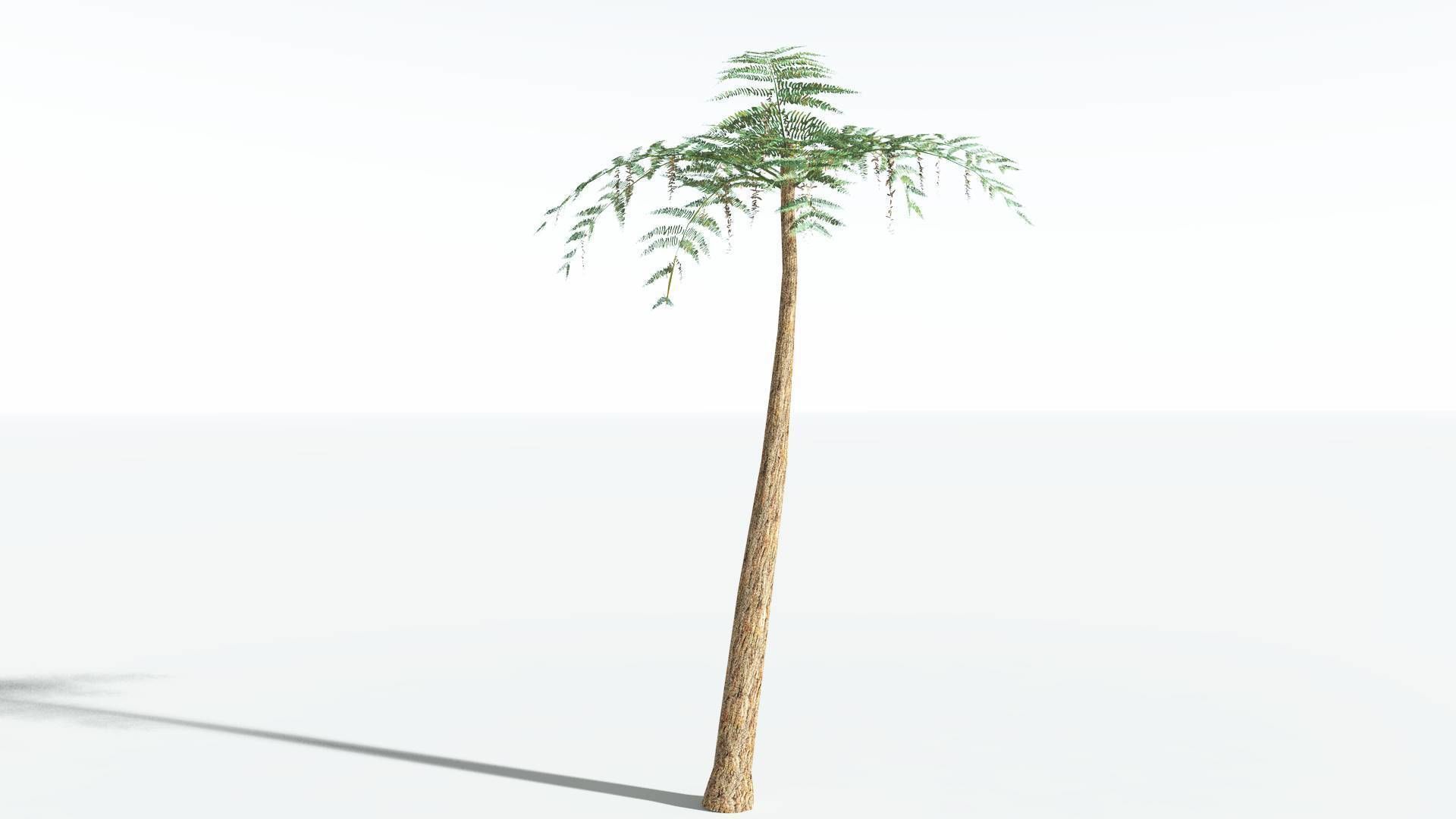 EVERYPlant Psaronius Tree Fern LowPoly 2 --12 Models-- Low-poly 3D model_8