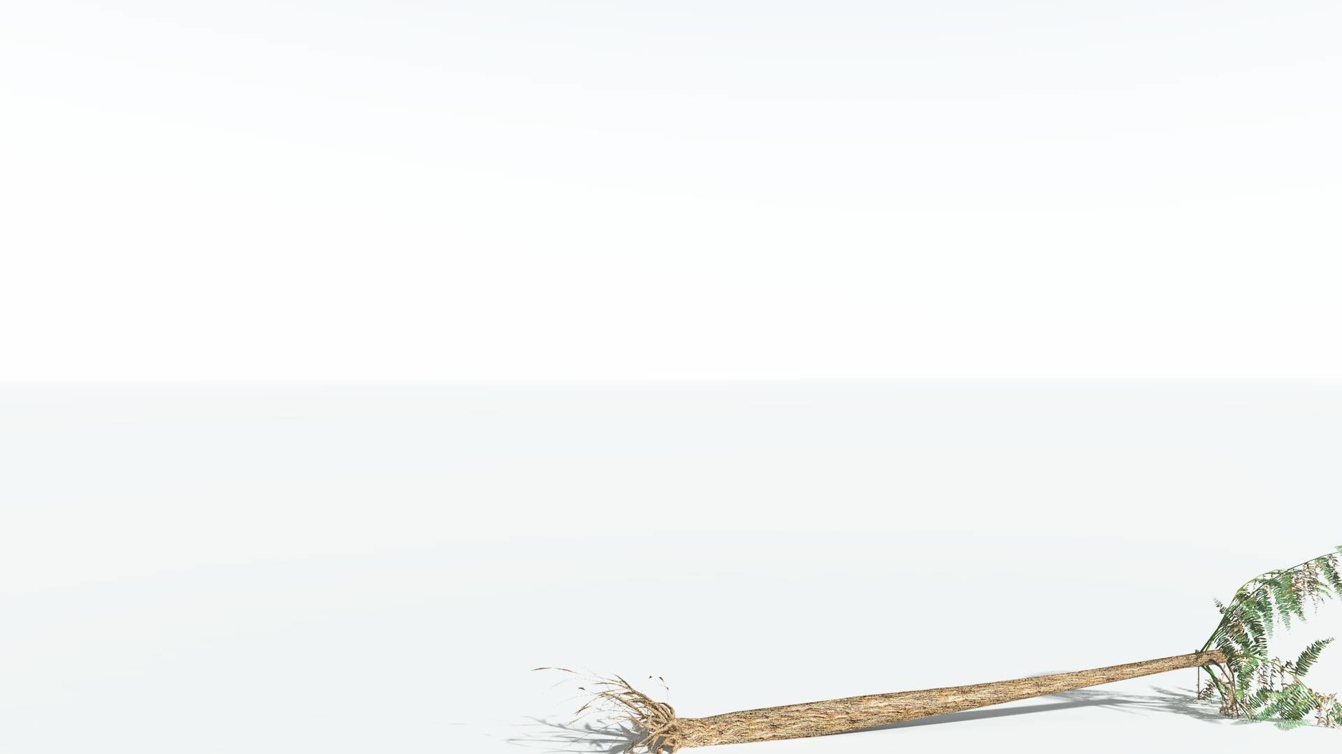 EVERYPlant Psaronius Tree Fern LowPoly 2 --12 Models-- Low-poly 3D model_12