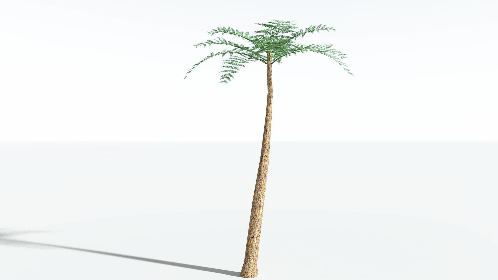 EVERYPlant Psaronius Tree Fern LowPoly 2 --12 Models-- Low-poly 3D model_4