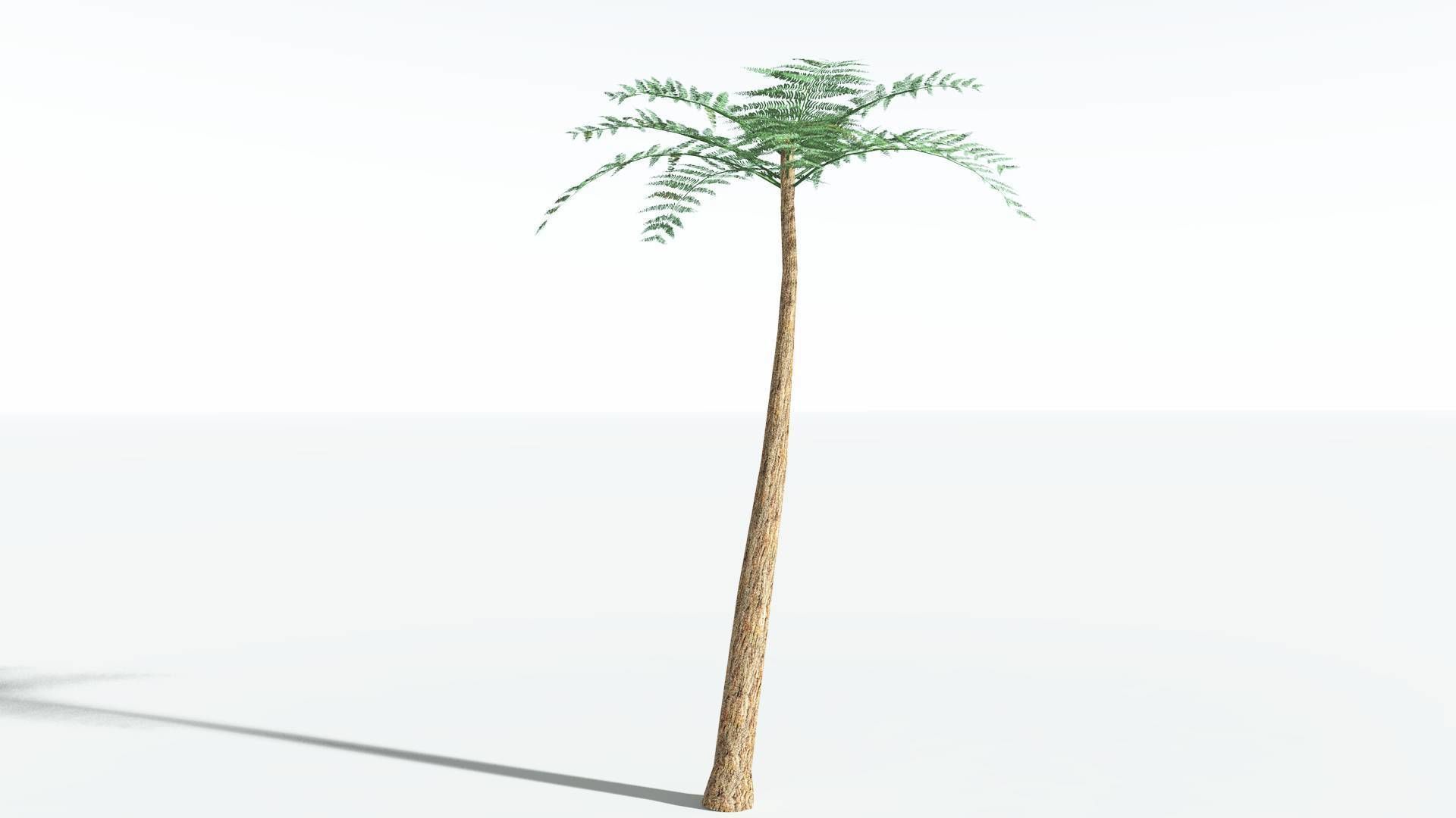 EVERYPlant Psaronius Tree Fern LowPoly 2 --12 Models-- Low-poly 3D model_2