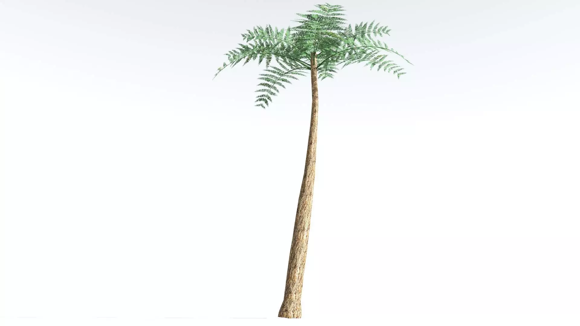 EVERYPlant Psaronius Tree Fern LowPoly 2 --12 Models-- Low-poly 3D model_0