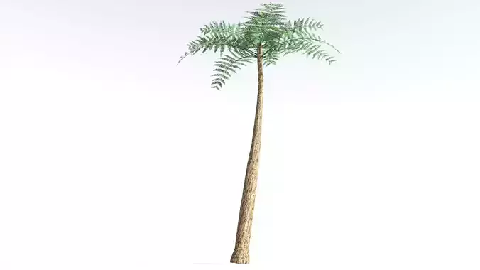 EVERYPlant Psaronius Tree Fern LowPoly 2 --12 Models-- Low-poly 3D model