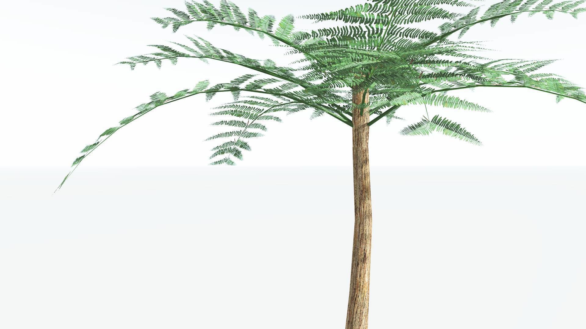 EVERYPlant Psaronius Tree Fern LowPoly 2 --12 Models-- Low-poly 3D model_5