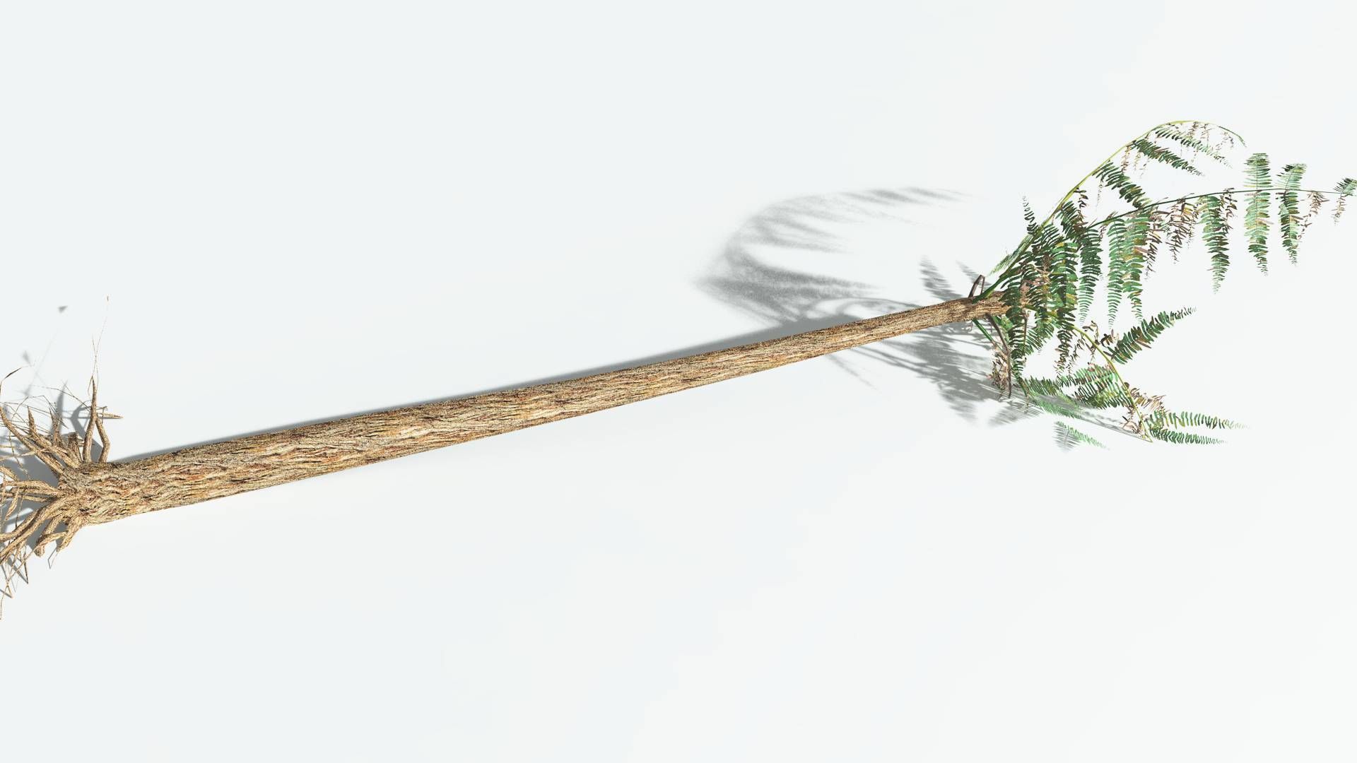 EVERYPlant Psaronius Tree Fern LowPoly 2 --12 Models-- Low-poly 3D model_13