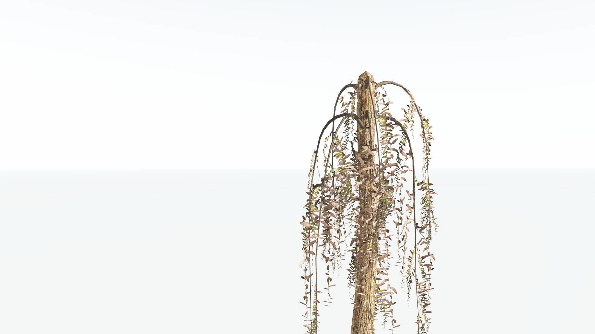 EVERYPlant Psaronius Tree Fern LowPoly 2 --12 Models-- Low-poly 3D model_11