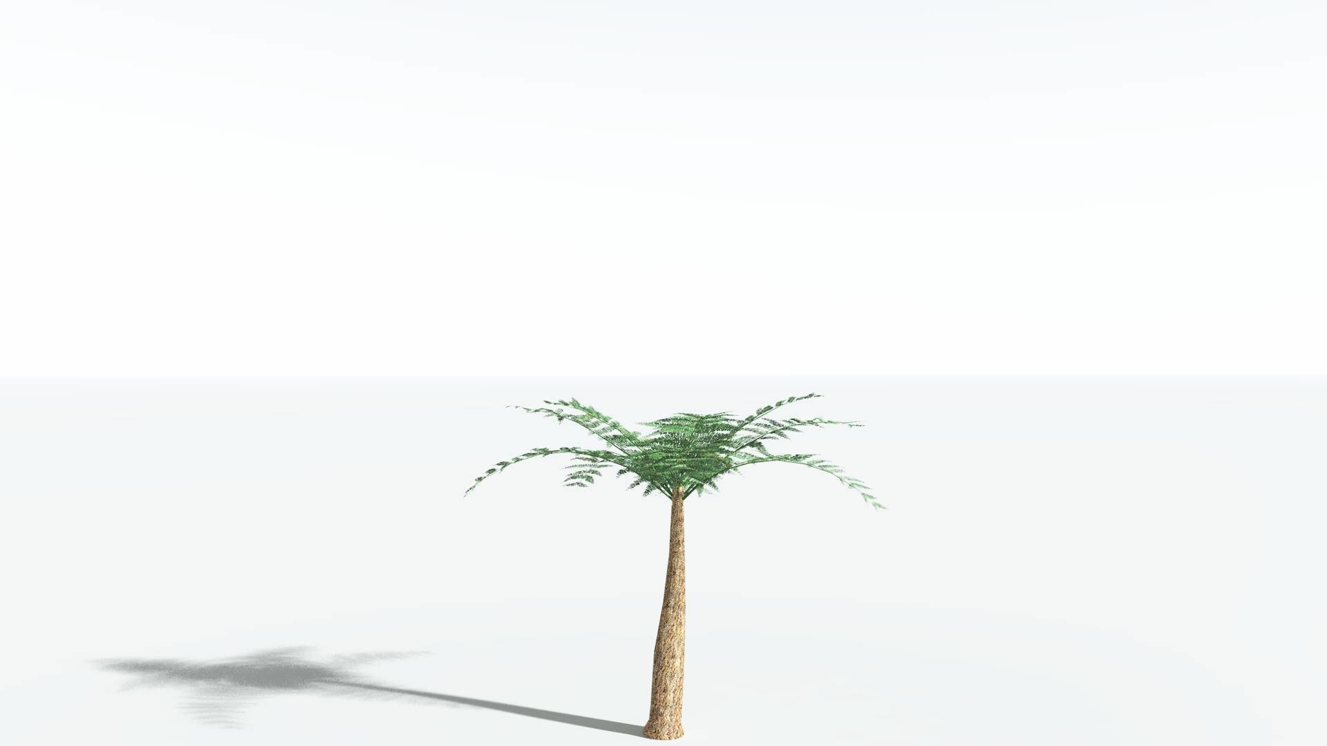 EVERYPlant Psaronius Tree Fern LowPoly 2 --12 Models-- Low-poly 3D model_16