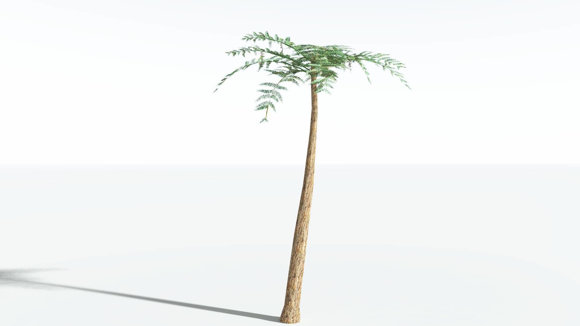 EVERYPlant Psaronius Tree Fern LowPoly 2 --12 Models-- Low-poly 3D model_6