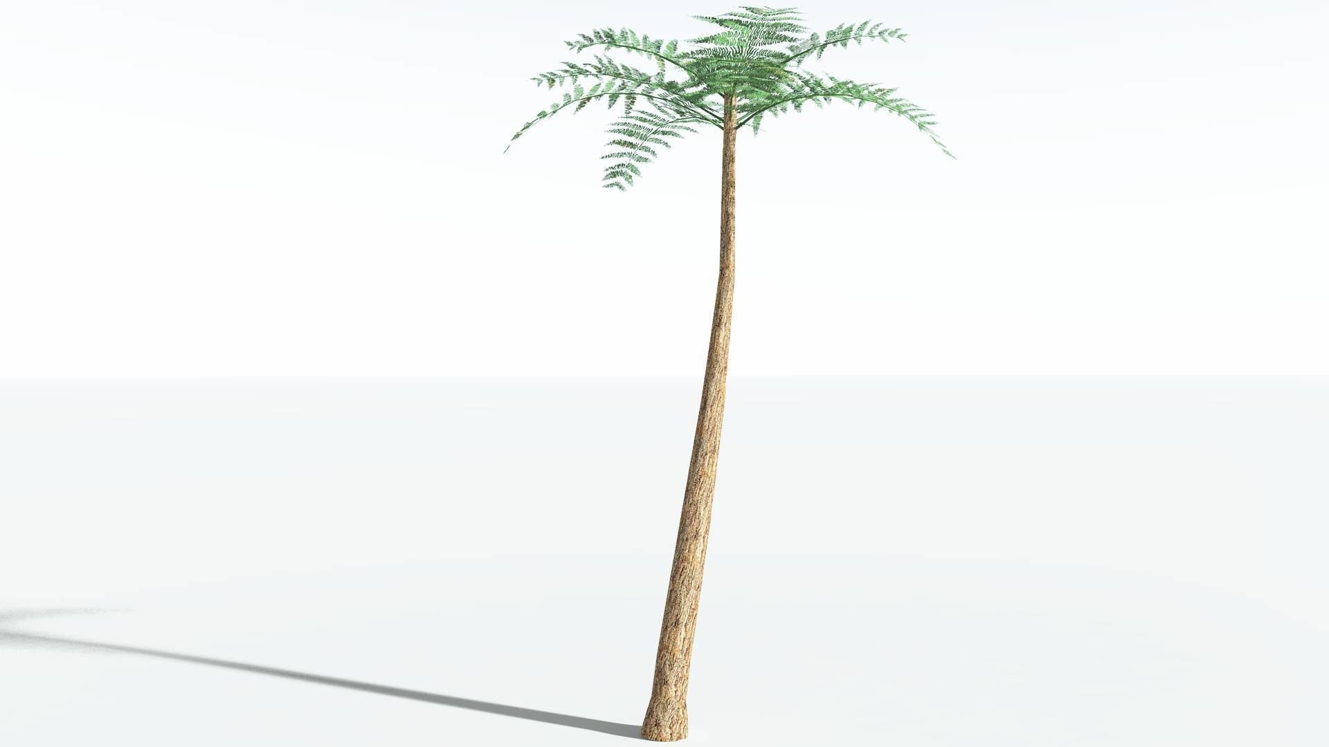 EVERYPlant Psaronius Tree Fern LowPoly 2 --12 Models-- Low-poly 3D model_14