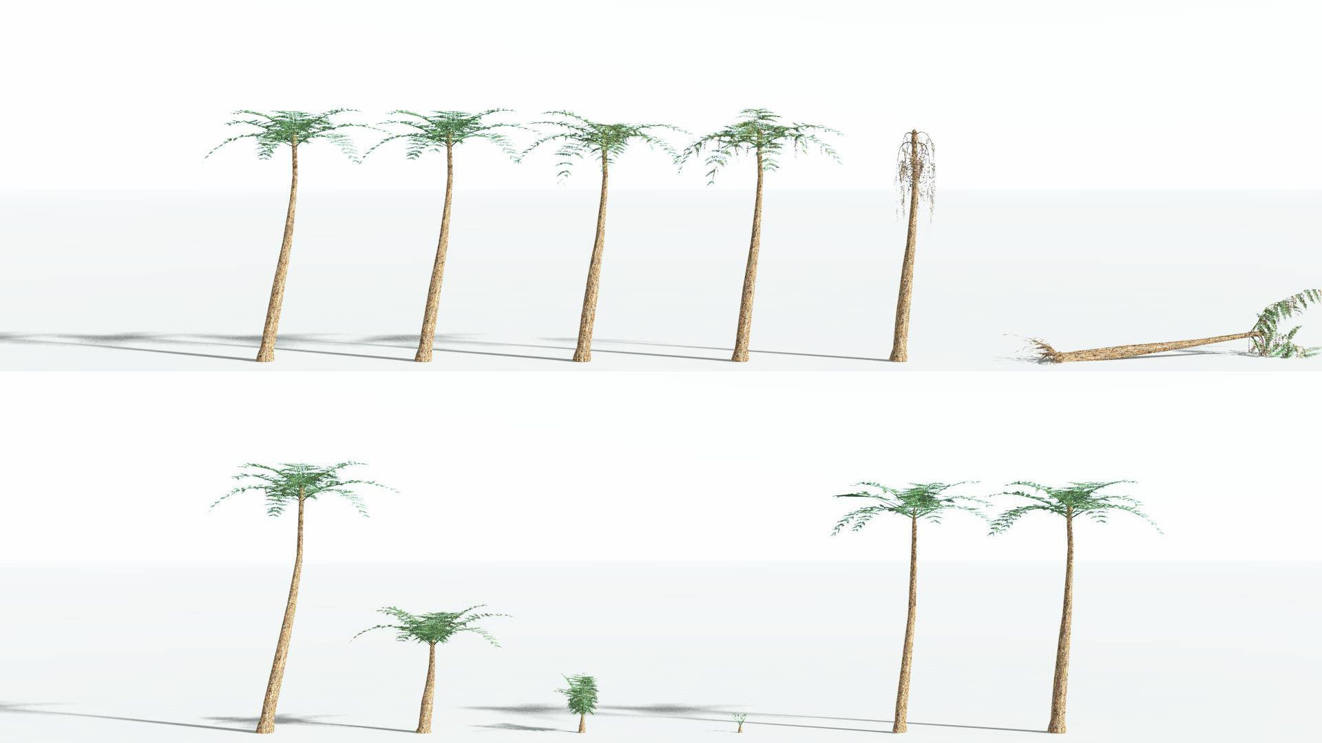 EVERYPlant Psaronius Tree Fern LowPoly 2 --12 Models-- Low-poly 3D model_1