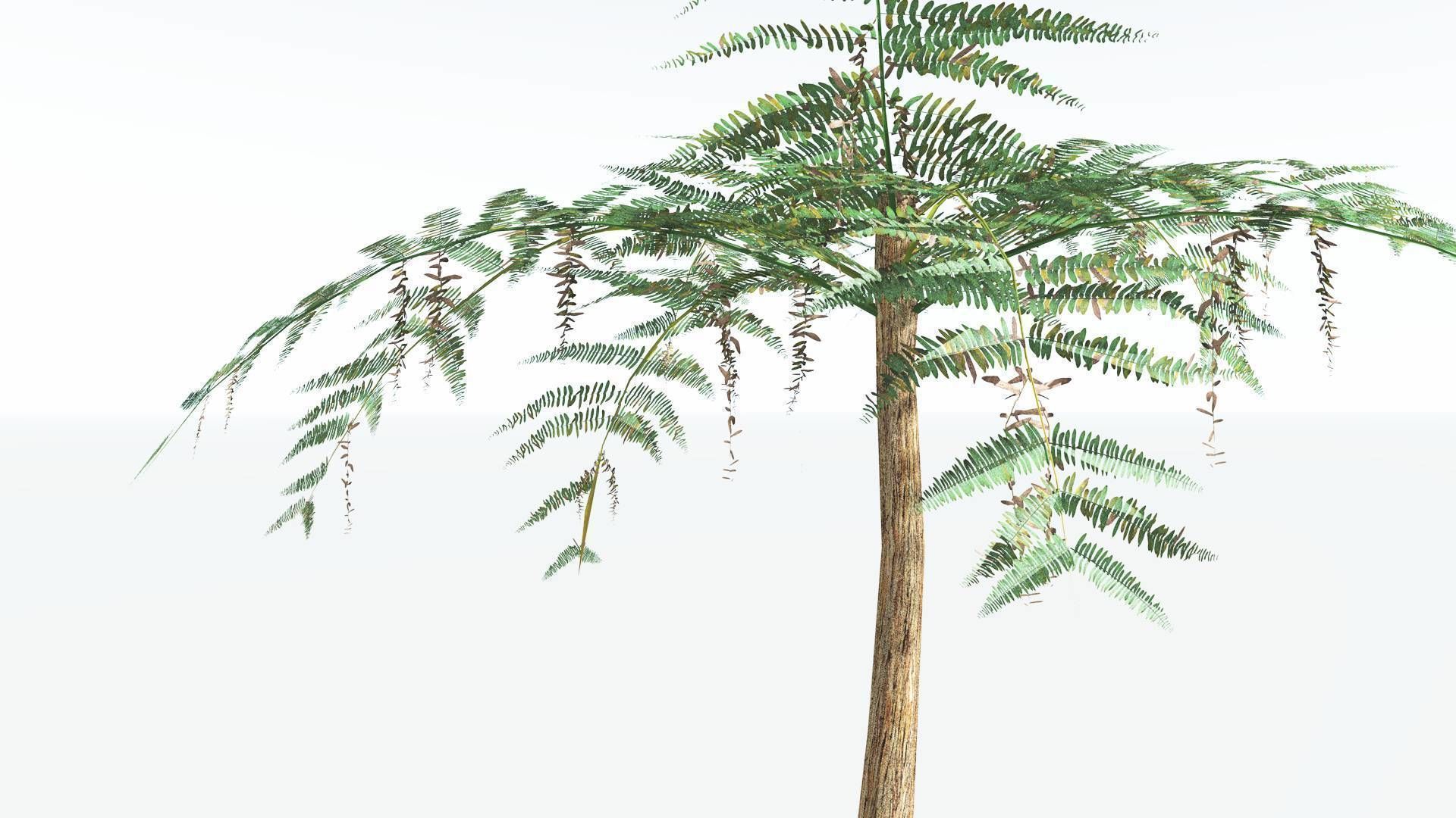 EVERYPlant Psaronius Tree Fern LowPoly 2 --12 Models-- Low-poly 3D model_9