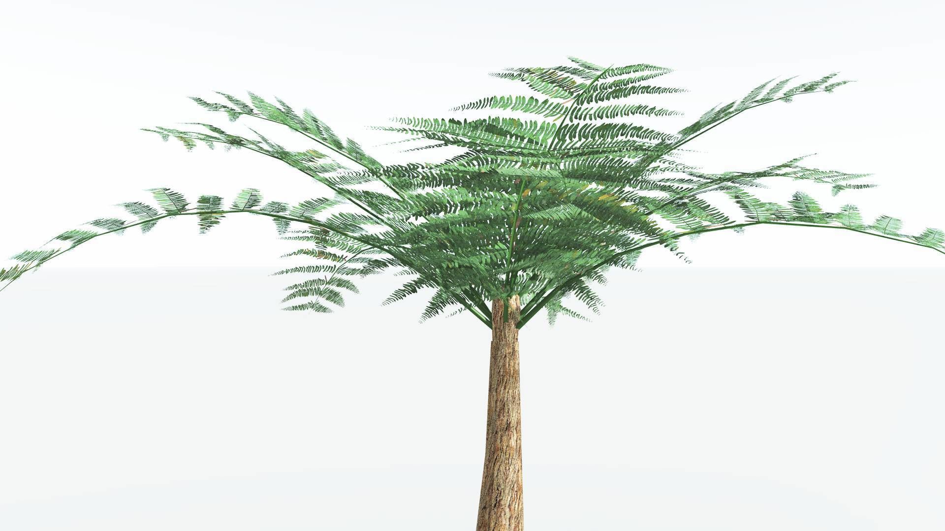 EVERYPlant Psaronius Tree Fern LowPoly 2 --12 Models-- Low-poly 3D model_17