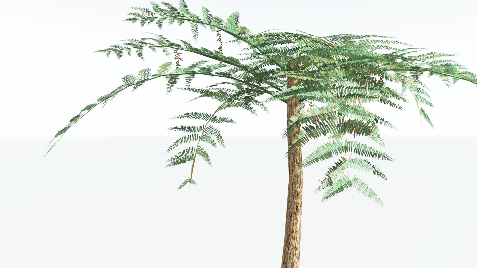 EVERYPlant Psaronius Tree Fern LowPoly 2 --12 Models-- Low-poly 3D model_7