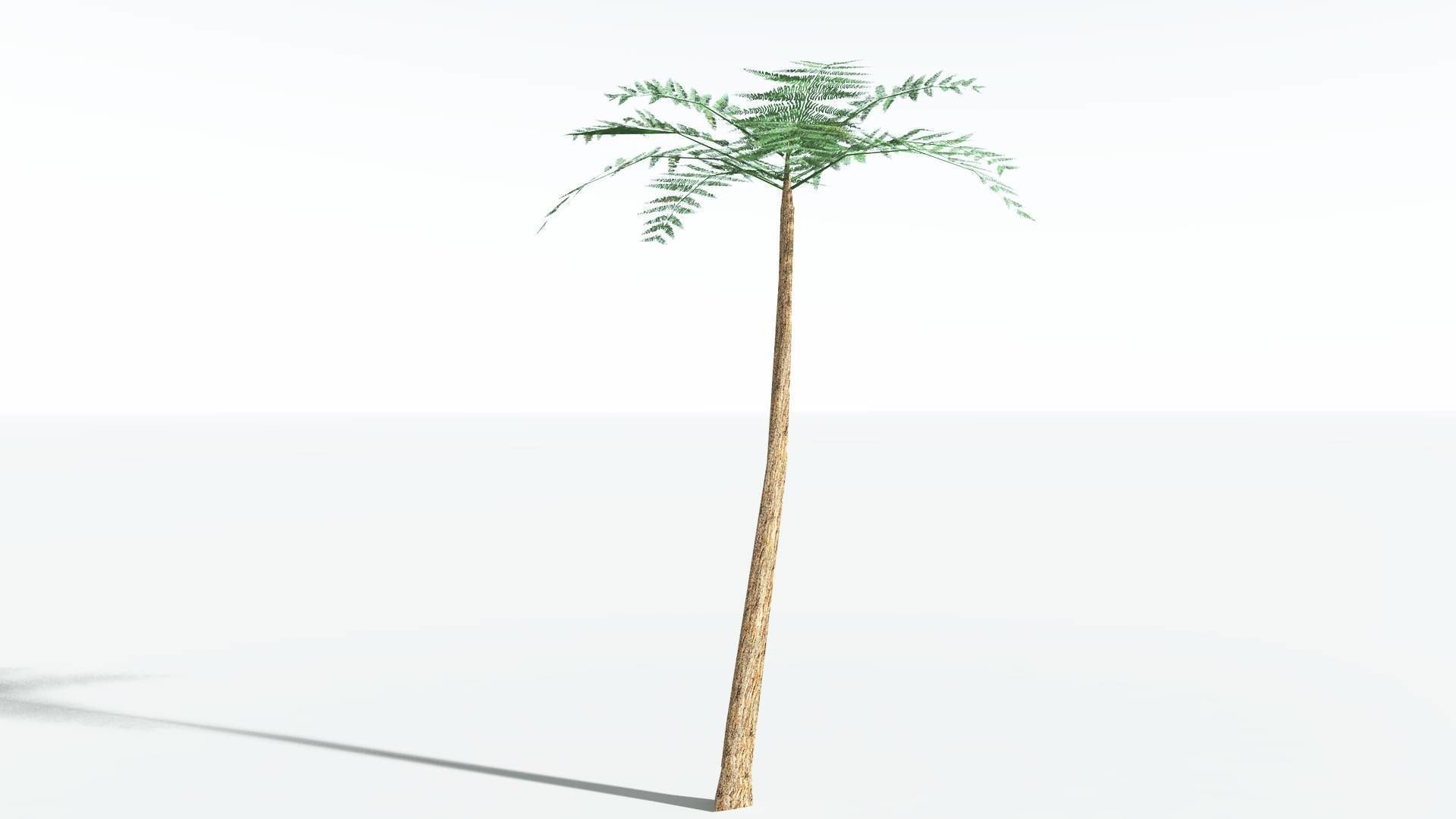 EVERYPlant Psaronius Tree Fern LowPoly 2 --12 Models-- Low-poly 3D model_22