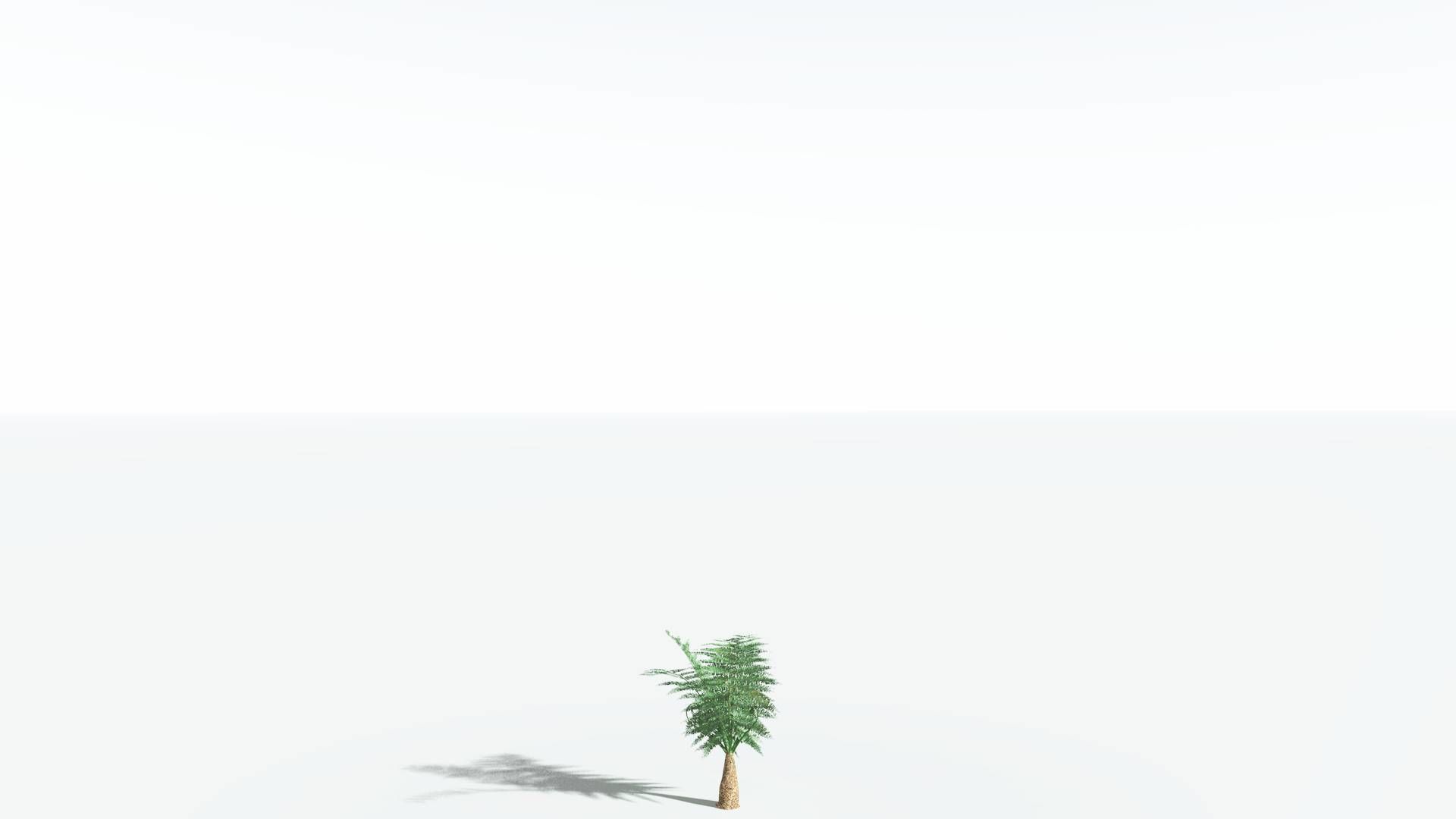 EVERYPlant Psaronius Tree Fern LowPoly 2 --12 Models-- Low-poly 3D model_18