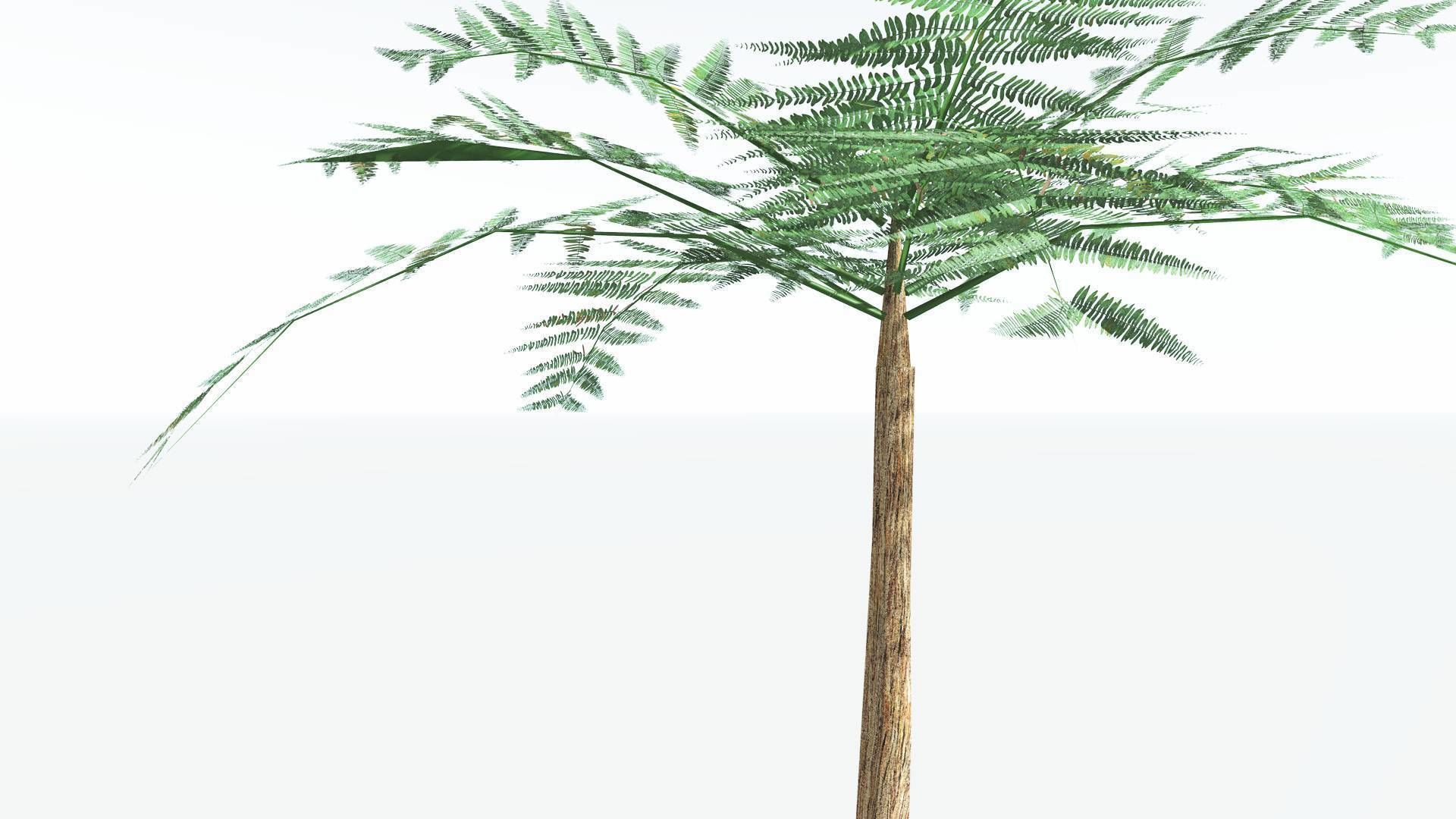 EVERYPlant Psaronius Tree Fern LowPoly 2 --12 Models-- Low-poly 3D model_23