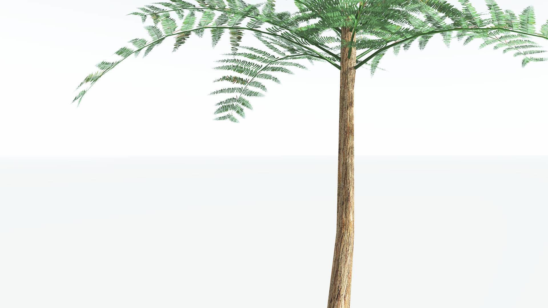 EVERYPlant Psaronius Tree Fern LowPoly 2 --12 Models-- Low-poly 3D model_15