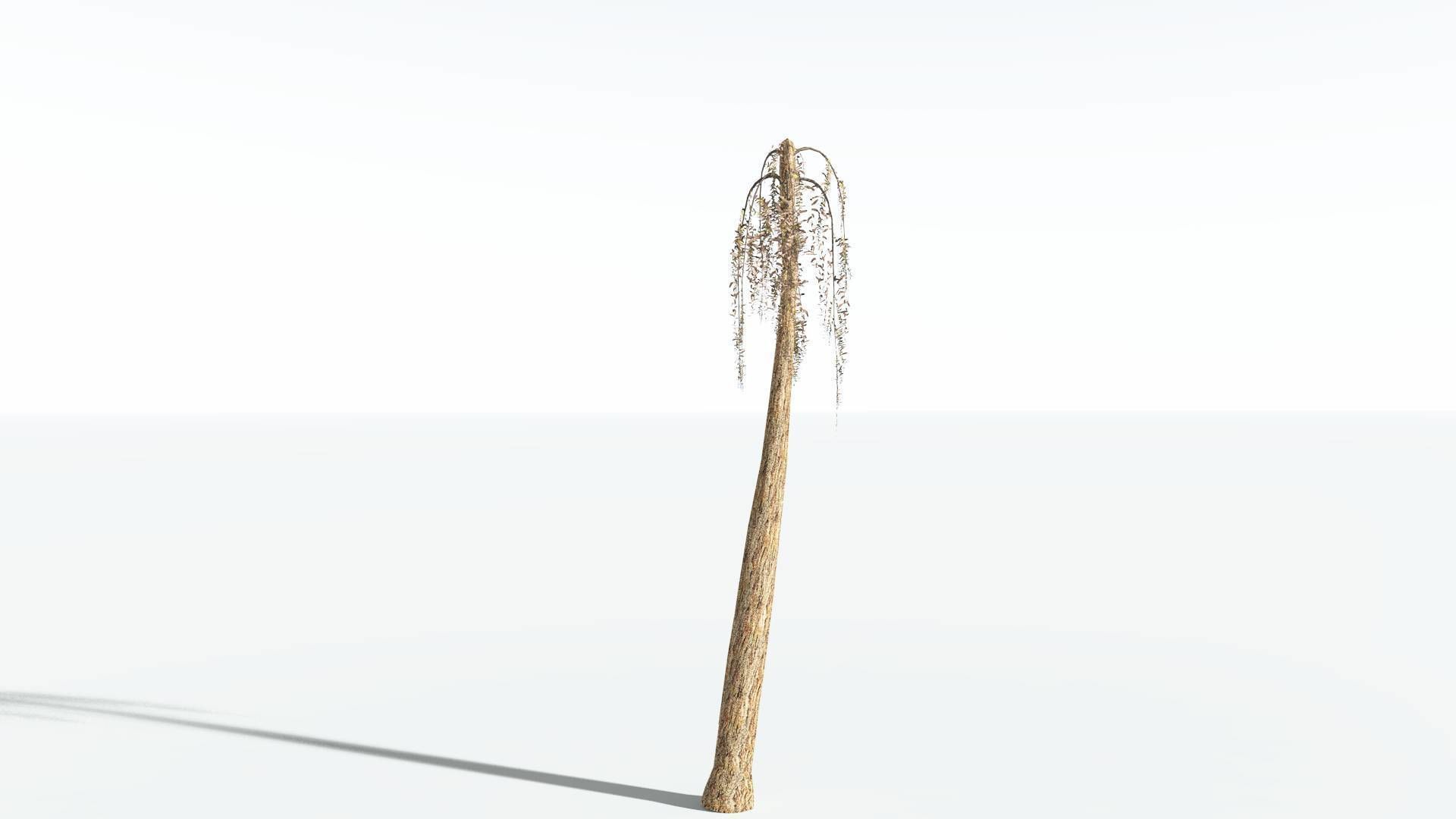 EVERYPlant Psaronius Tree Fern LowPoly 2 --12 Models-- Low-poly 3D model_10