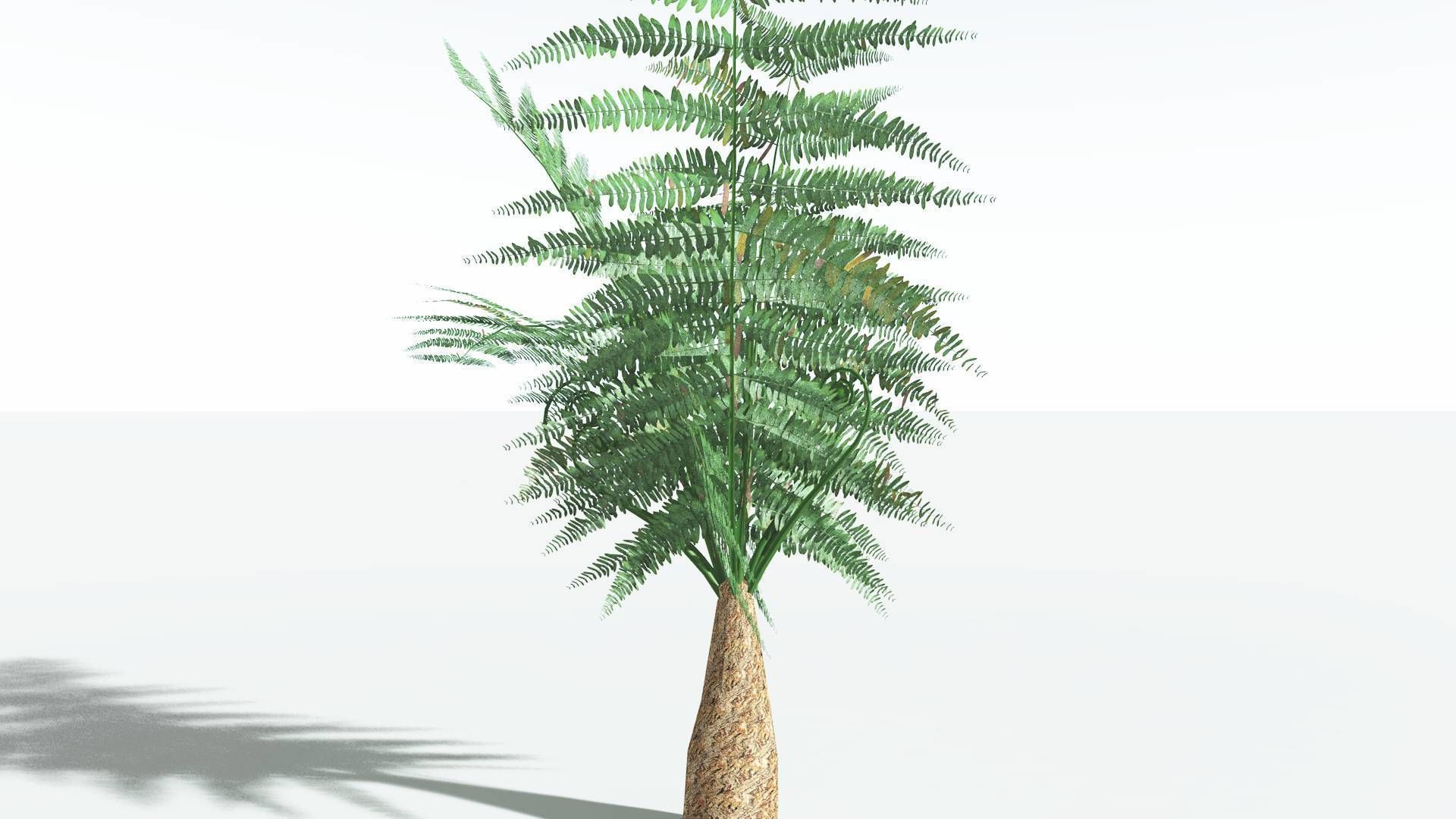 EVERYPlant Psaronius Tree Fern LowPoly 2 --12 Models-- Low-poly 3D model_19