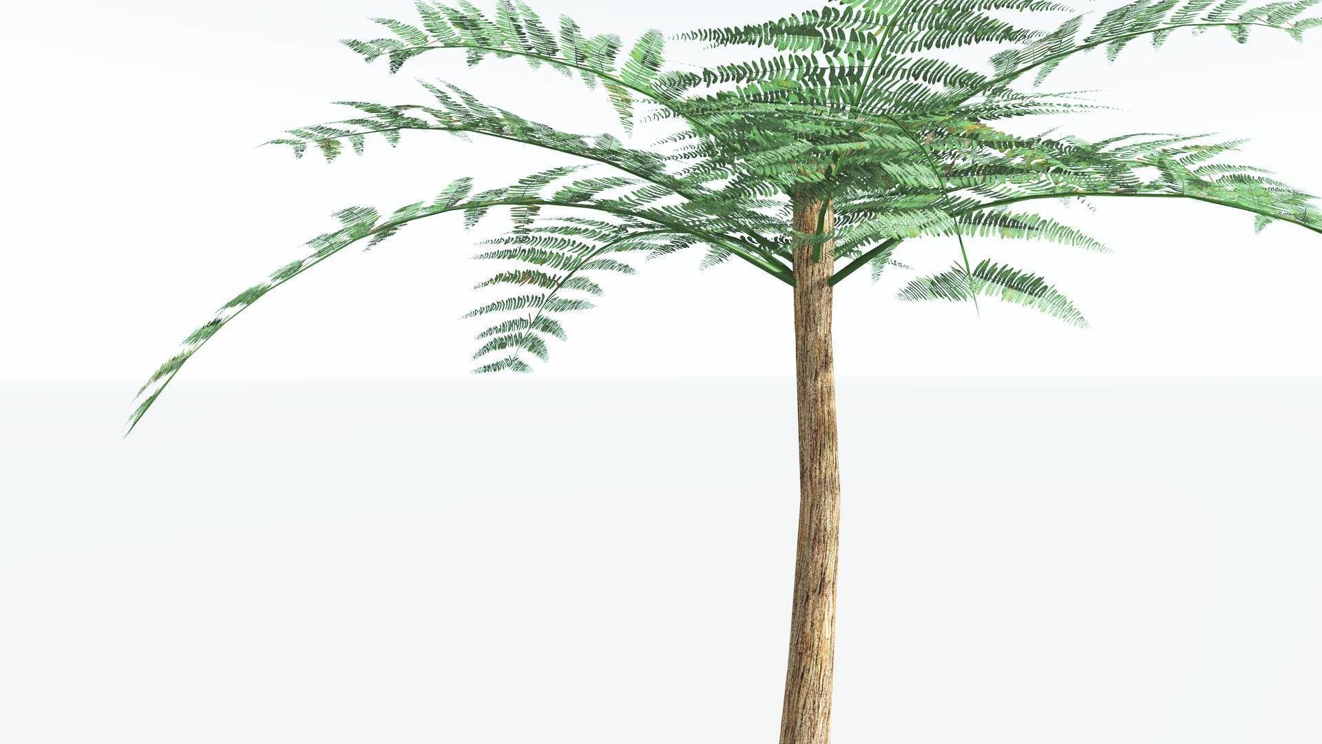 EVERYPlant Psaronius Tree Fern LowPoly 2 --12 Models-- Low-poly 3D model_25
