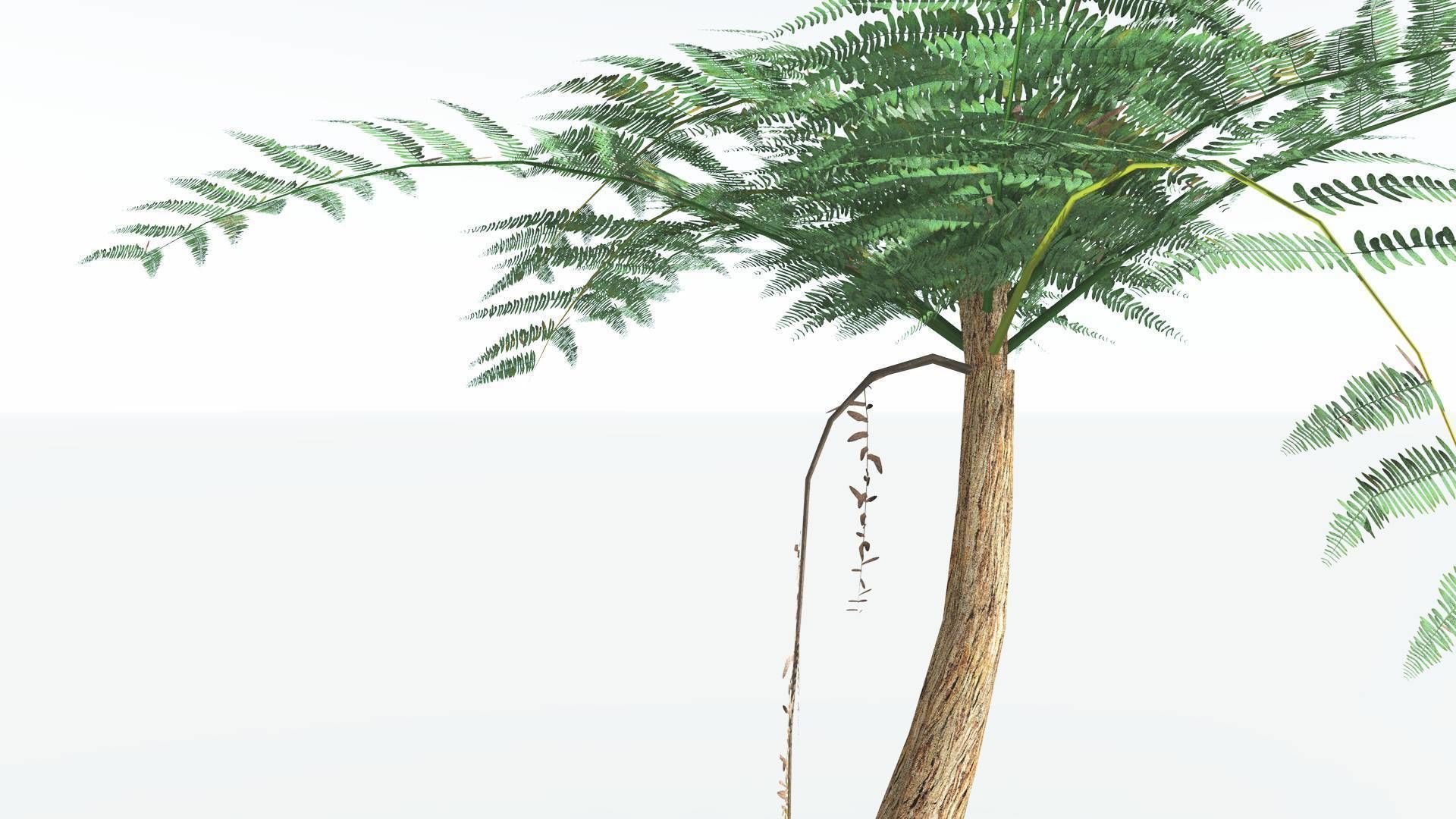 EVERYPlant Psaronius Tree Fern LowPoly 3 --12 Models-- Low-poly 3D model_17