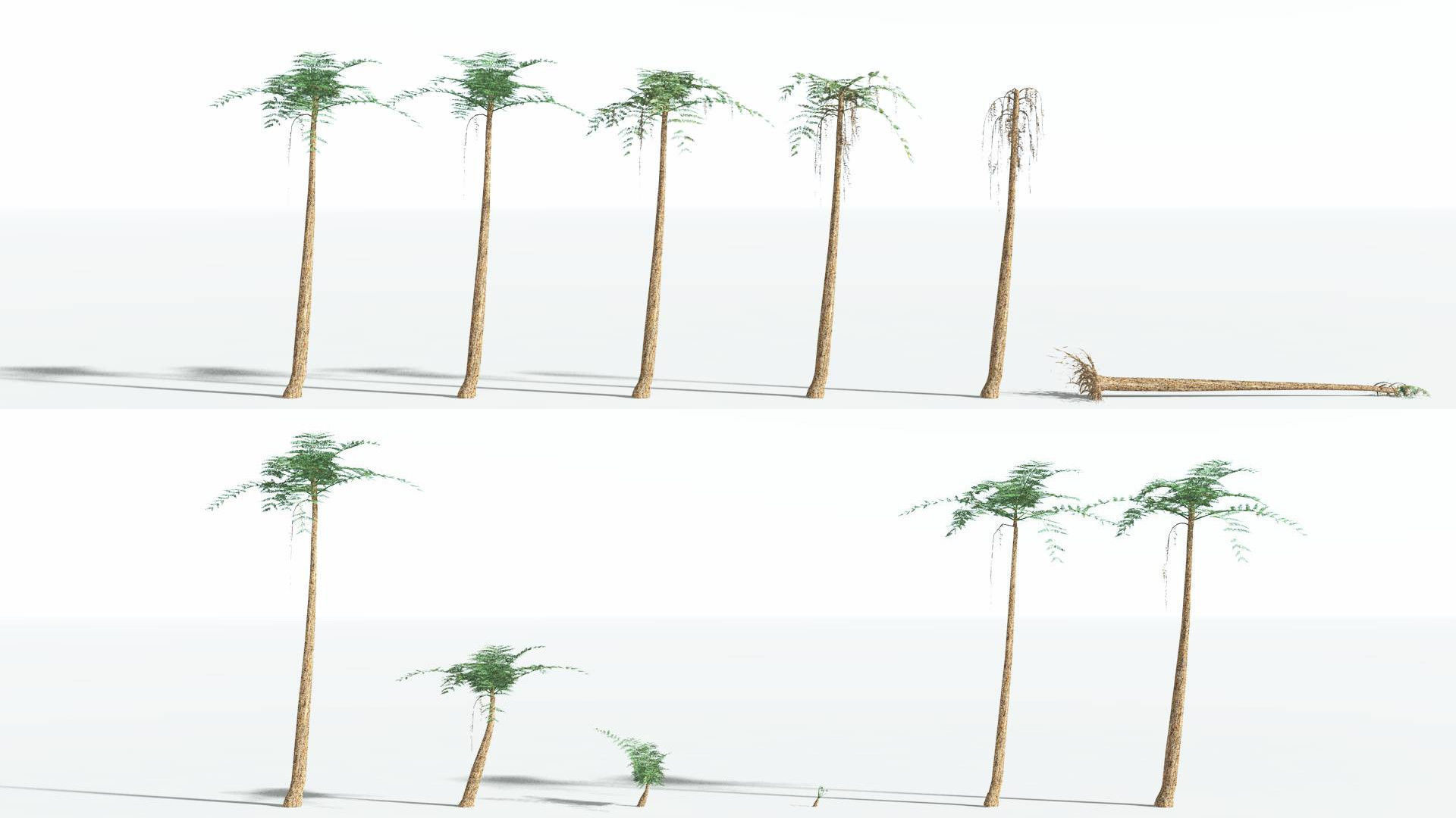 EVERYPlant Psaronius Tree Fern LowPoly 3 --12 Models-- Low-poly 3D model_1