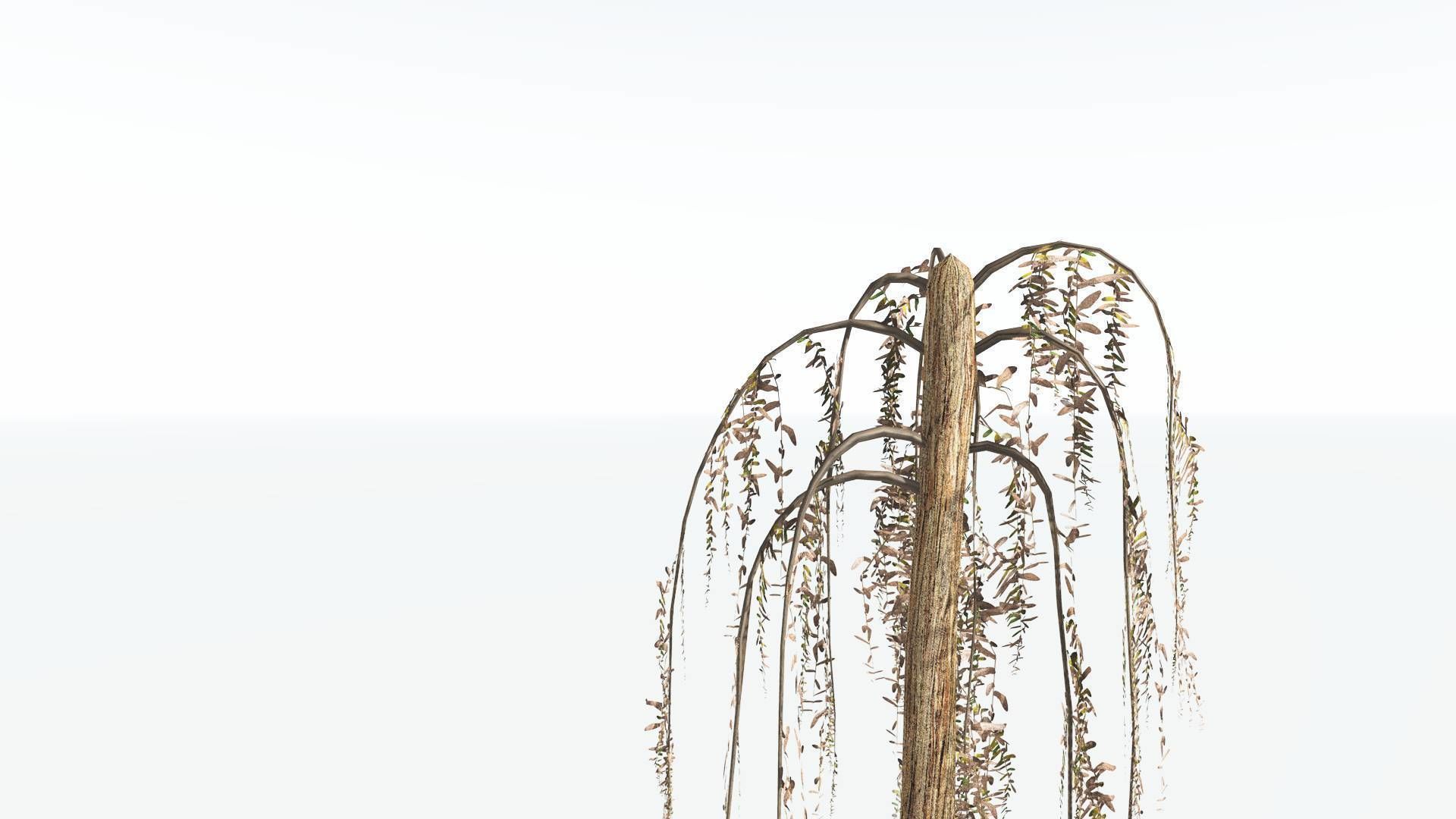 EVERYPlant Psaronius Tree Fern LowPoly 3 --12 Models-- Low-poly 3D model_11