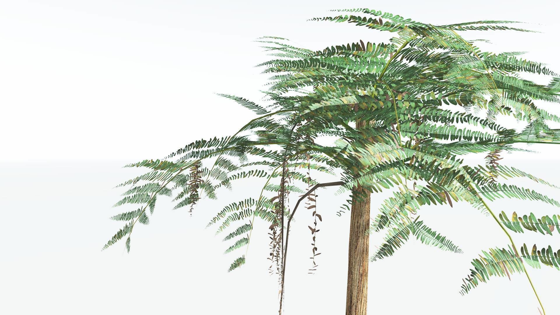 EVERYPlant Psaronius Tree Fern LowPoly 3 --12 Models-- Low-poly 3D model_7